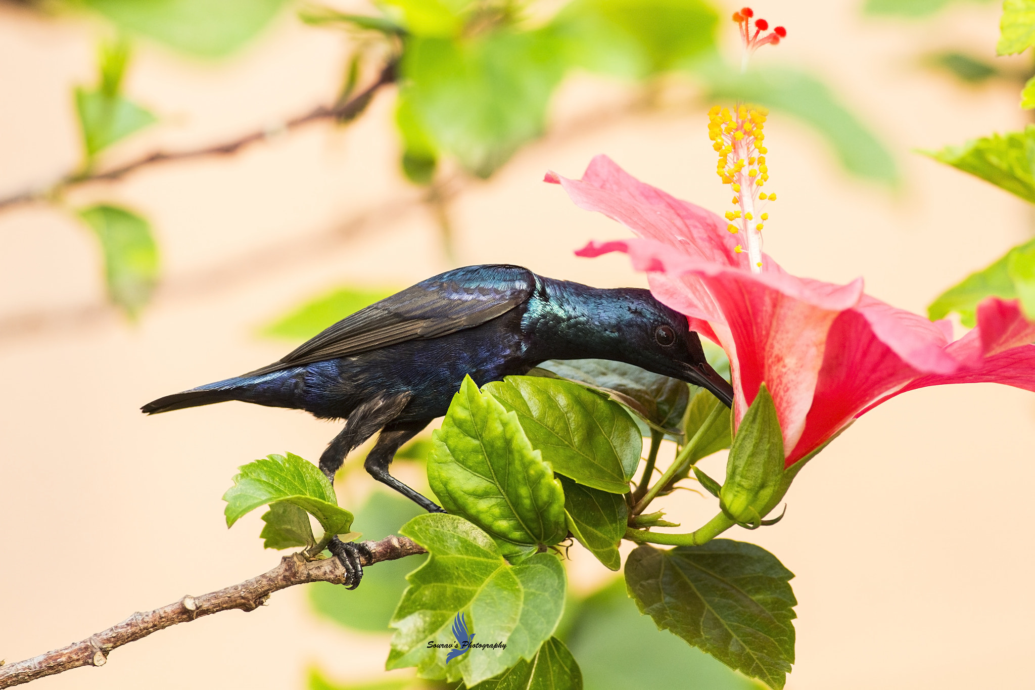 Canon EF 400mm F5.6L USM sample photo. Purple sunbird photography