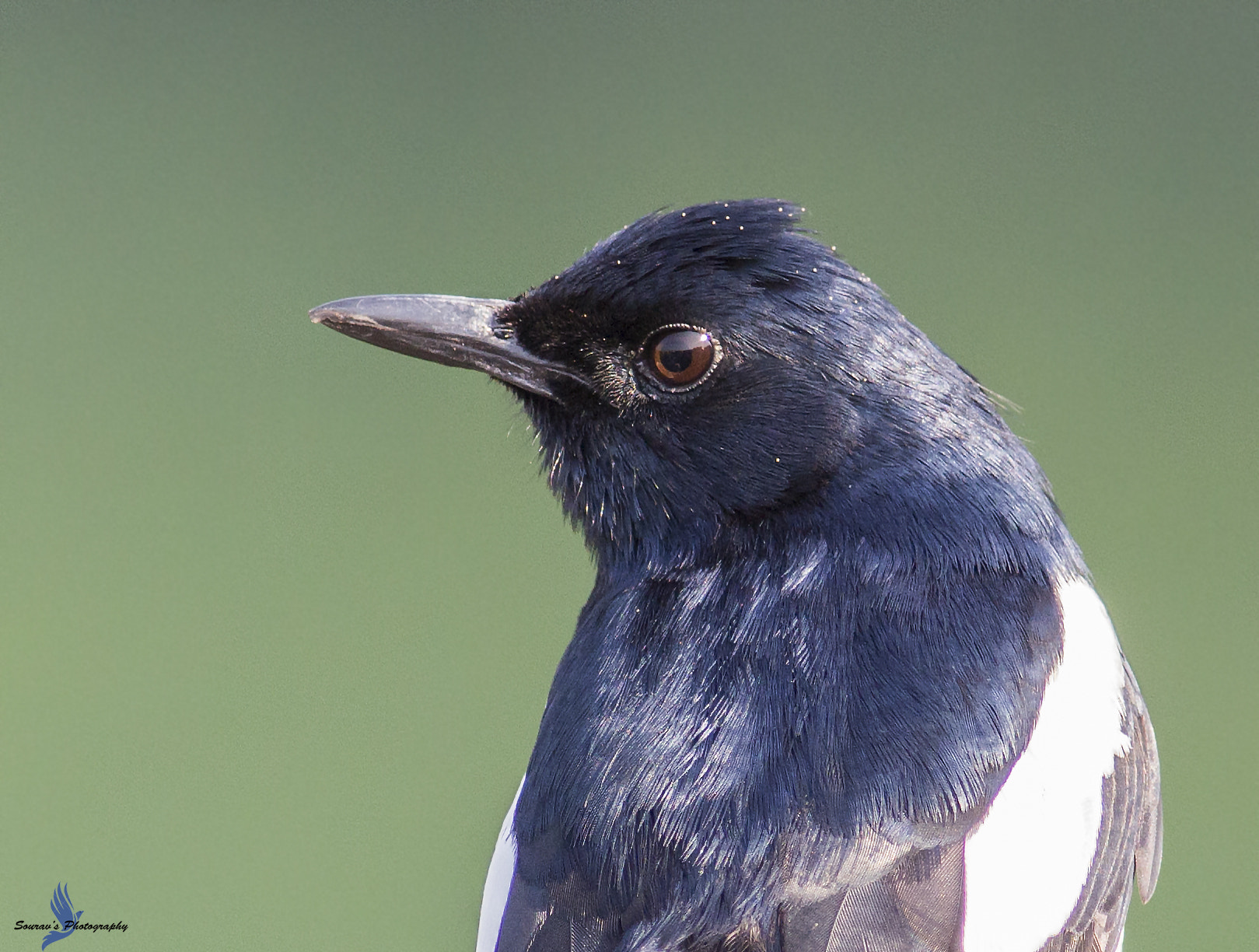 Canon EOS 700D (EOS Rebel T5i / EOS Kiss X7i) + Canon EF 400mm F5.6L USM sample photo. Oriental magpie robin photography
