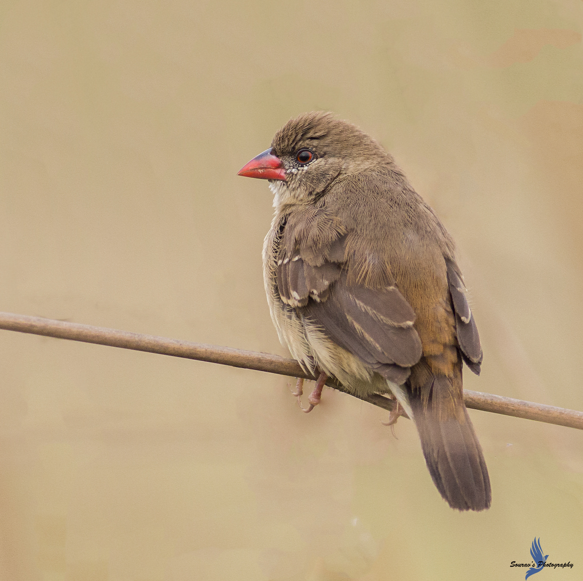 Canon EF 400mm F5.6L USM sample photo. Red avadavat photography