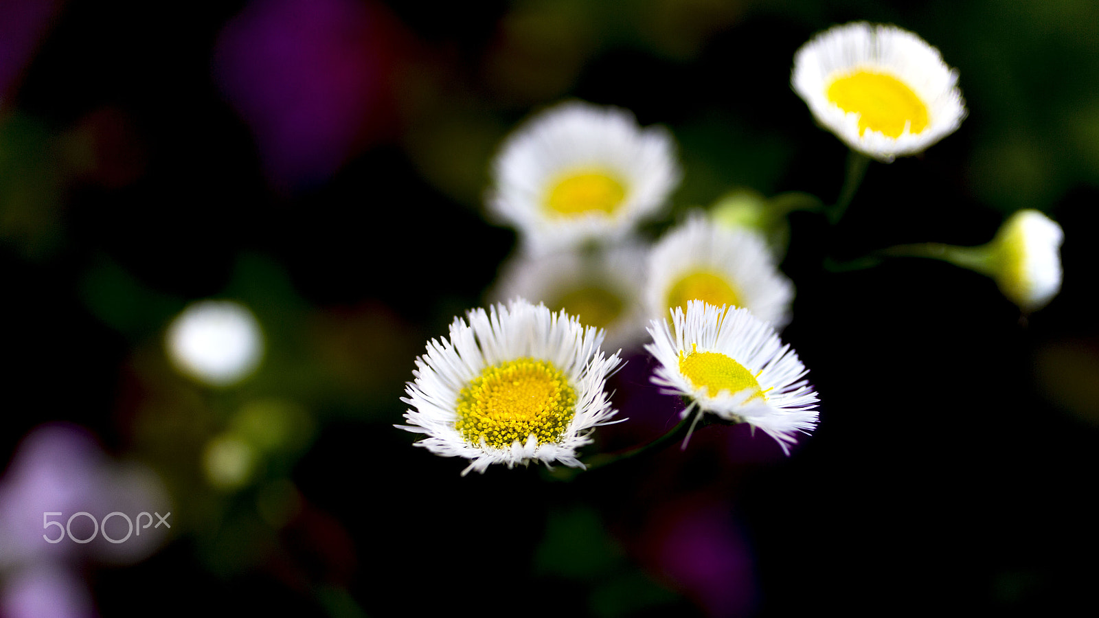 Canon EOS 6D + Canon EF 50mm F2.5 Macro sample photo. ハルジオンが咲く頃 photography