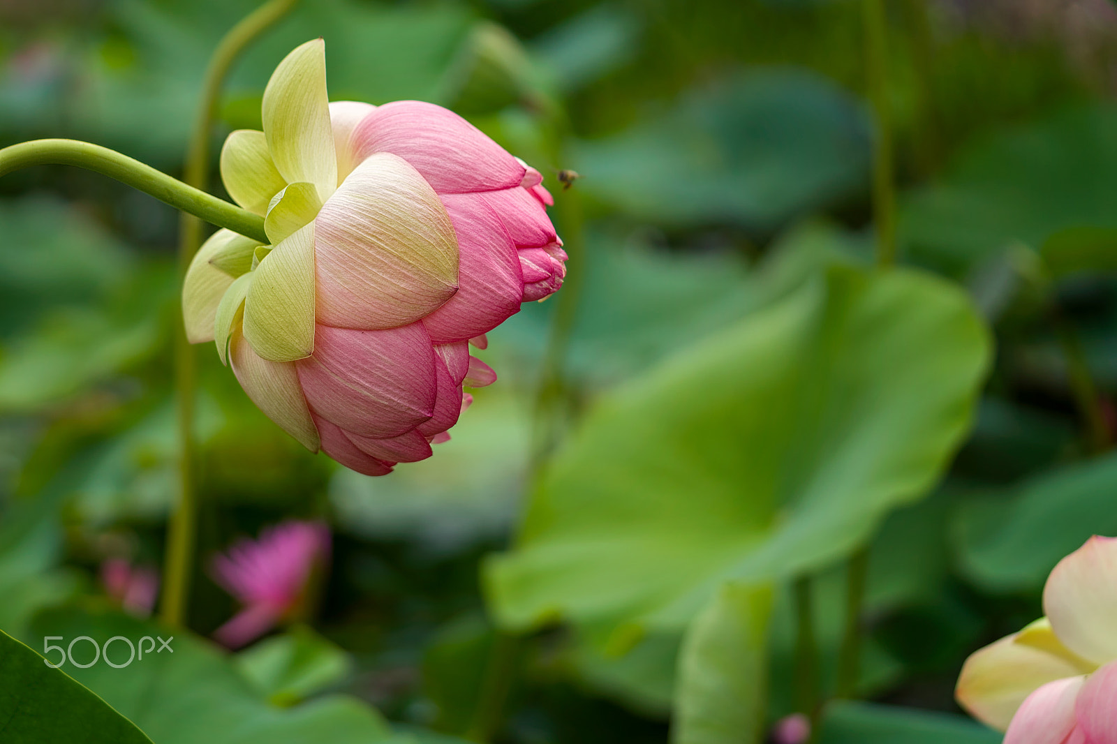Sony a7 II + Sony FE 90mm F2.8 Macro G OSS sample photo. Shy photography