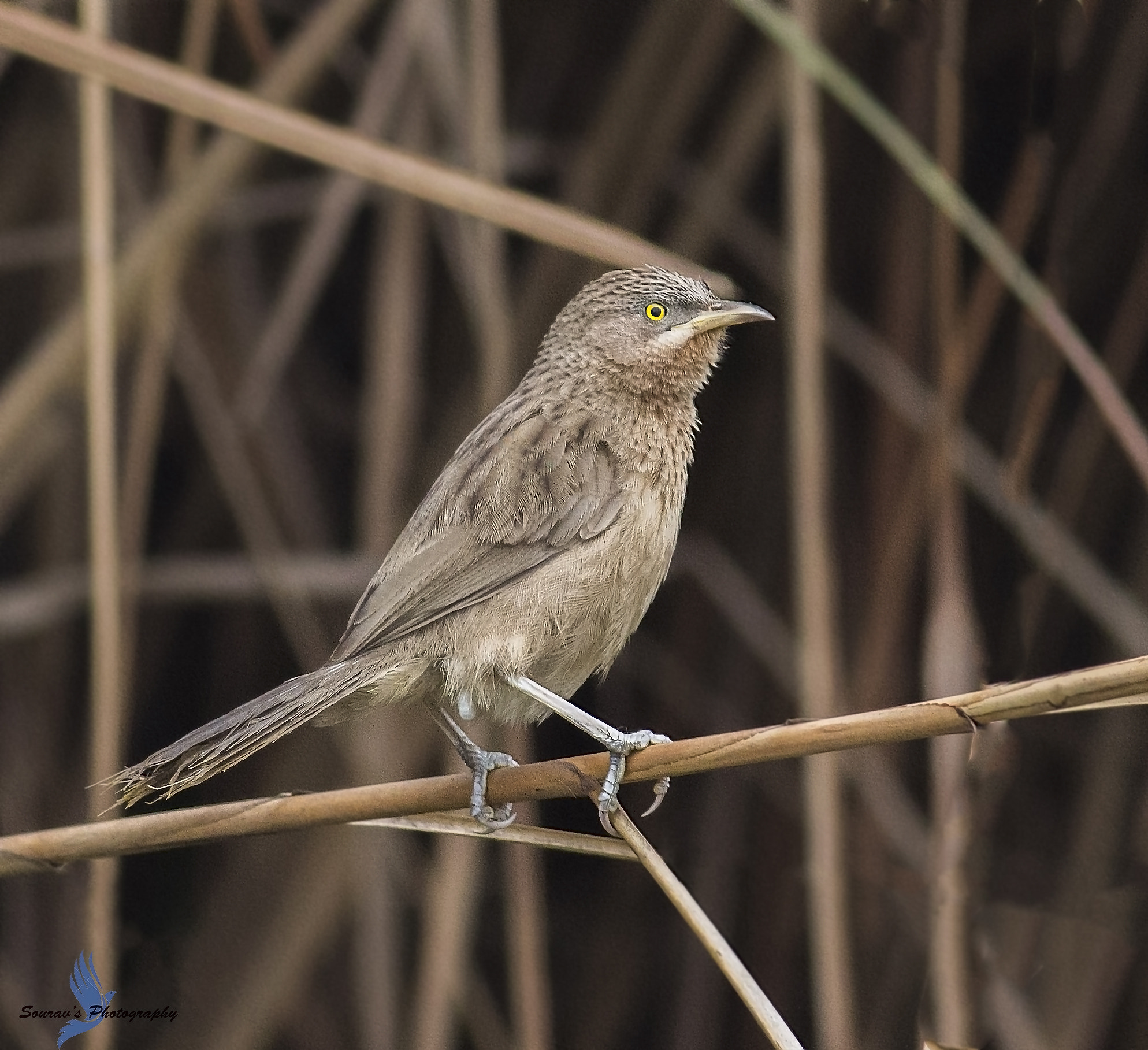 Canon EOS 700D (EOS Rebel T5i / EOS Kiss X7i) + Canon EF 400mm F5.6L USM sample photo. Striated babbler photography