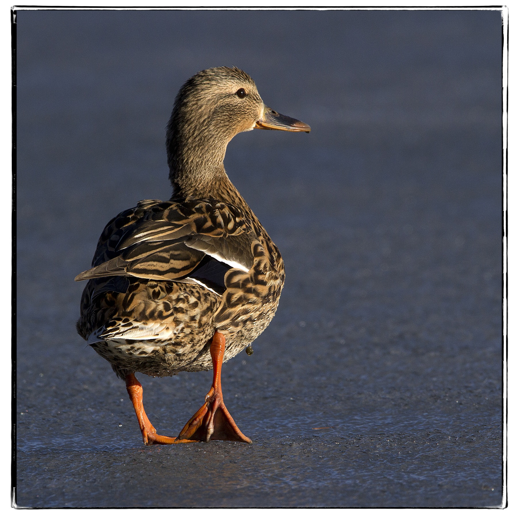 150-600mm F5-6.3 DG OS HSM | Contemporary 015 sample photo. Mallard on ice. photography