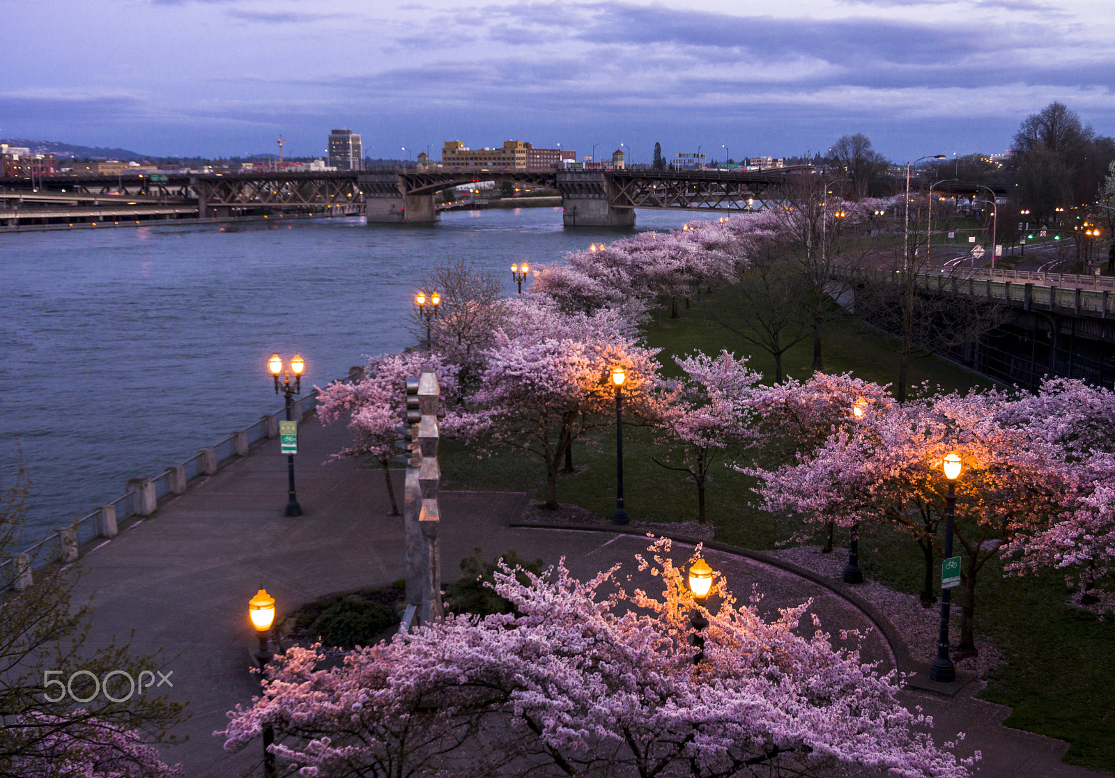 Pentax K-3 sample photo. Portland in bloom photography