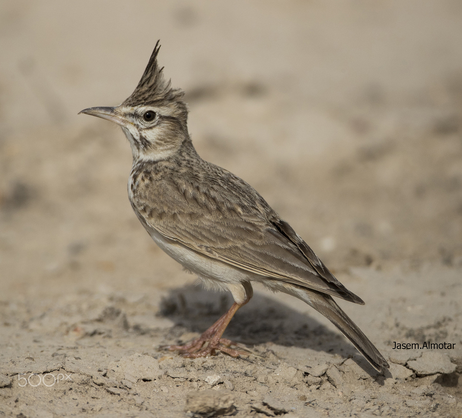 Canon EF 800mm F5.6L IS USM sample photo. Crested lark posing photography