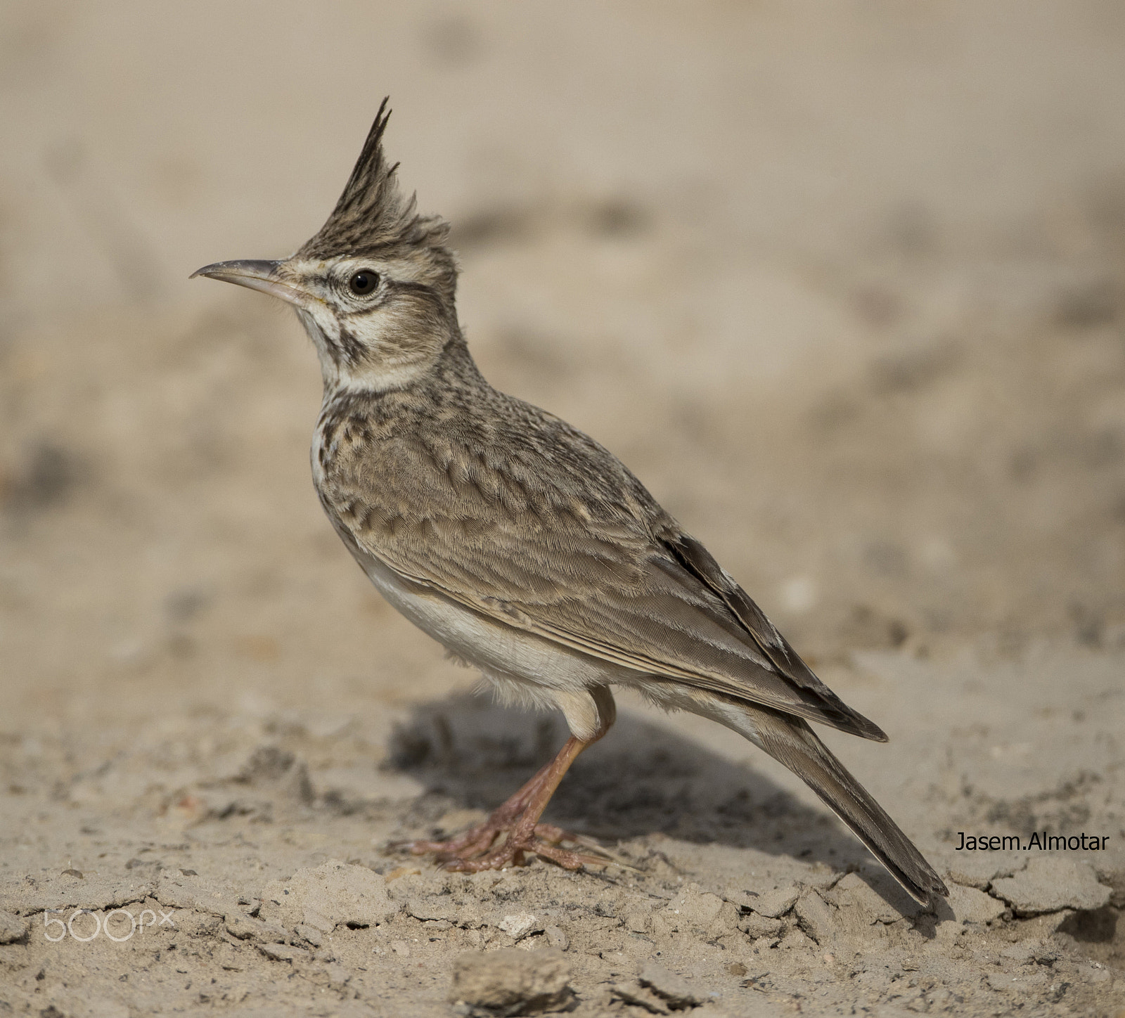 Canon EOS-1D X Mark II + Canon EF 800mm F5.6L IS USM sample photo. Crested lark posing photography