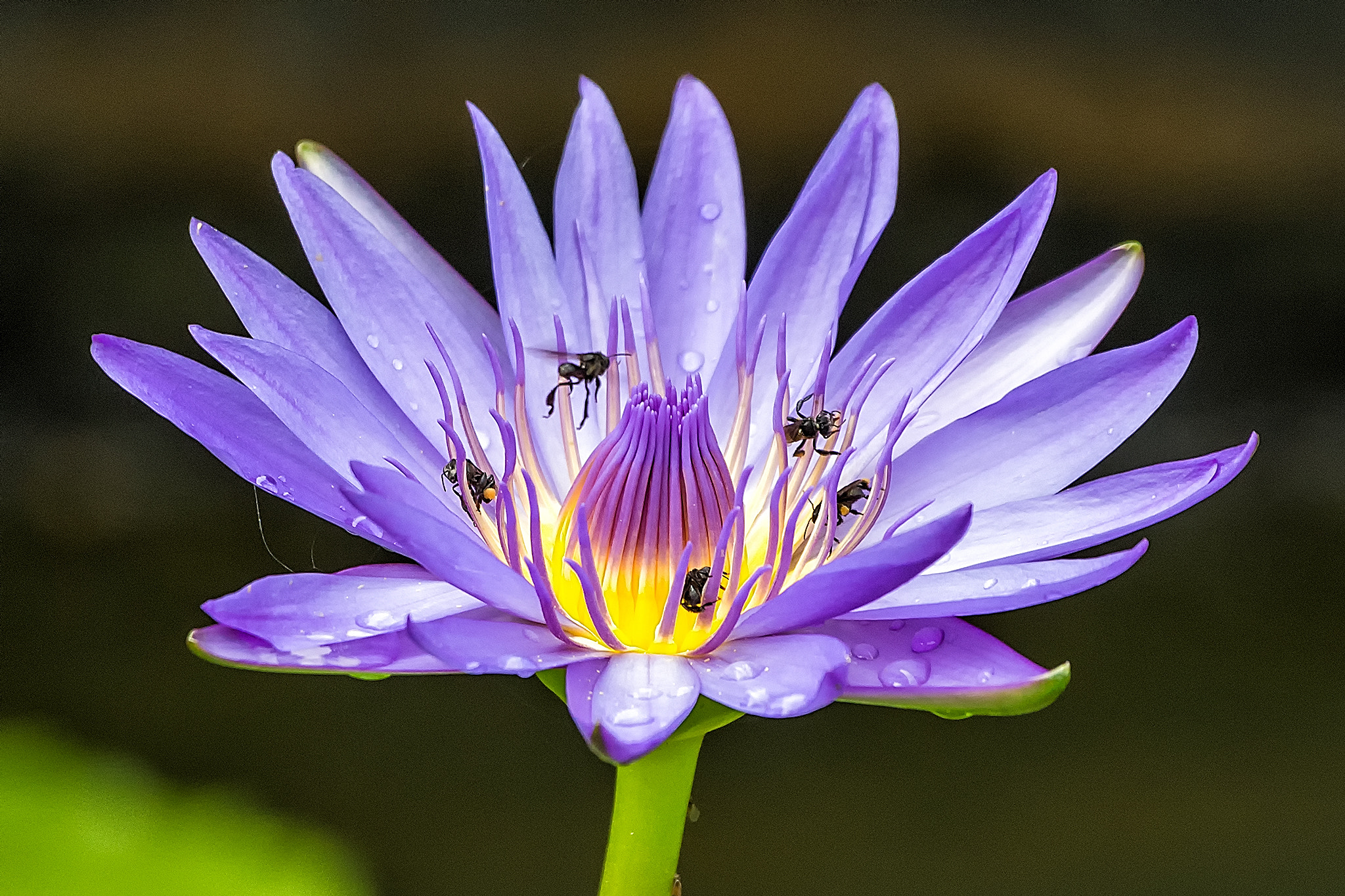 Sigma 150-600mm F5-6.3 DG OS HSM | C sample photo. Nymphaea nouchali photography