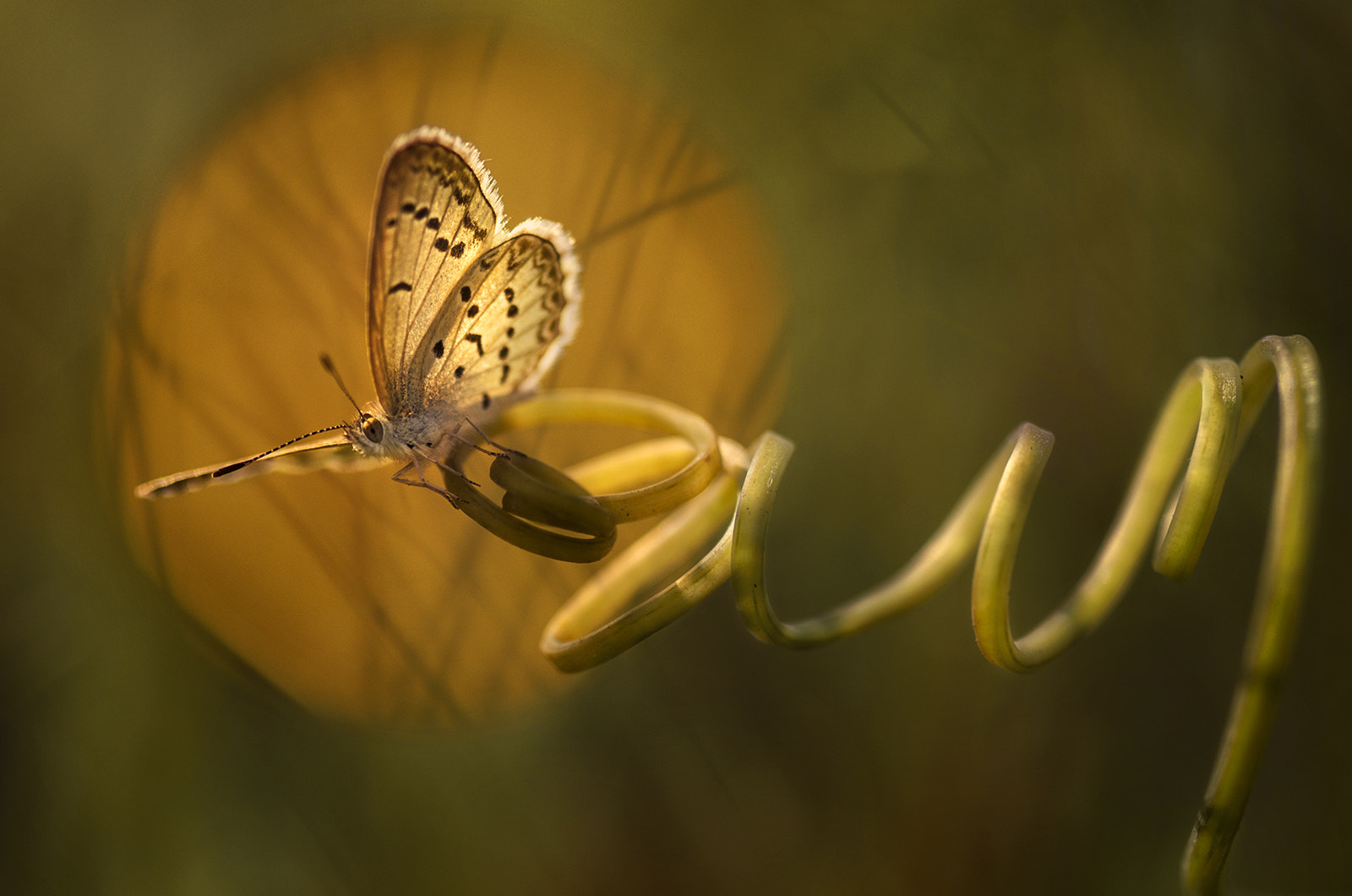 AF Micro-Nikkor 105mm f/2.8 sample photo. - photography