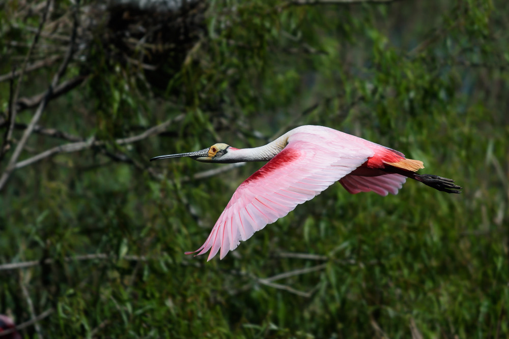Nikon AF-S Nikkor 70-200mm F4G ED VR sample photo