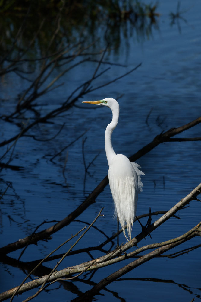 Nikon D7200 + Nikon AF-S Nikkor 70-200mm F4G ED VR sample photo