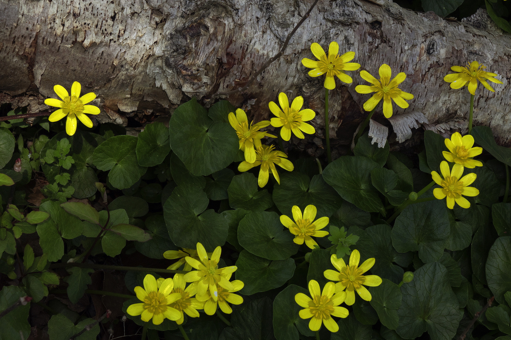 24-200mm F2.8 sample photo. The rite of spring photography