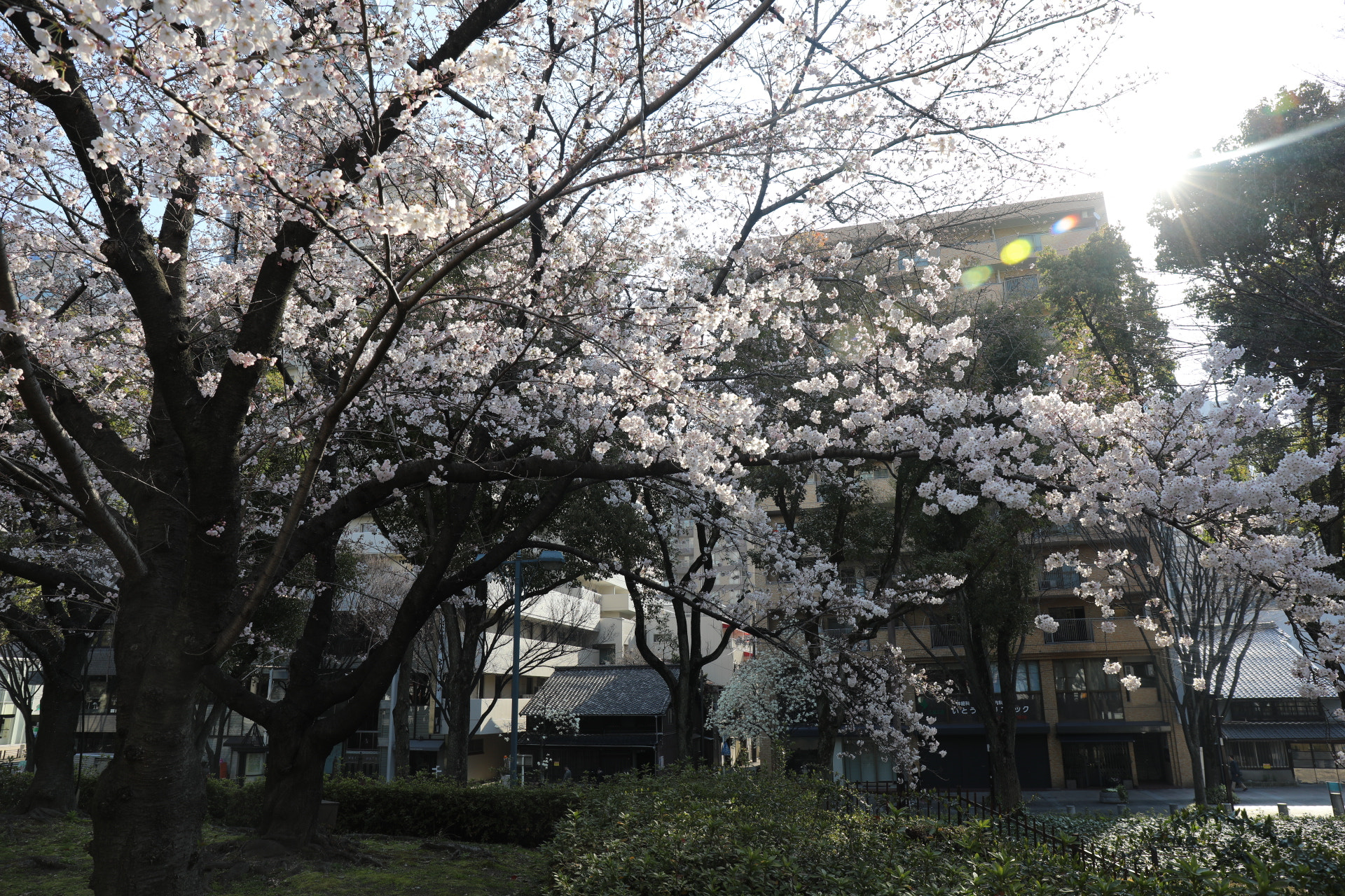 Canon EF 24-70mm F4L IS USM sample photo