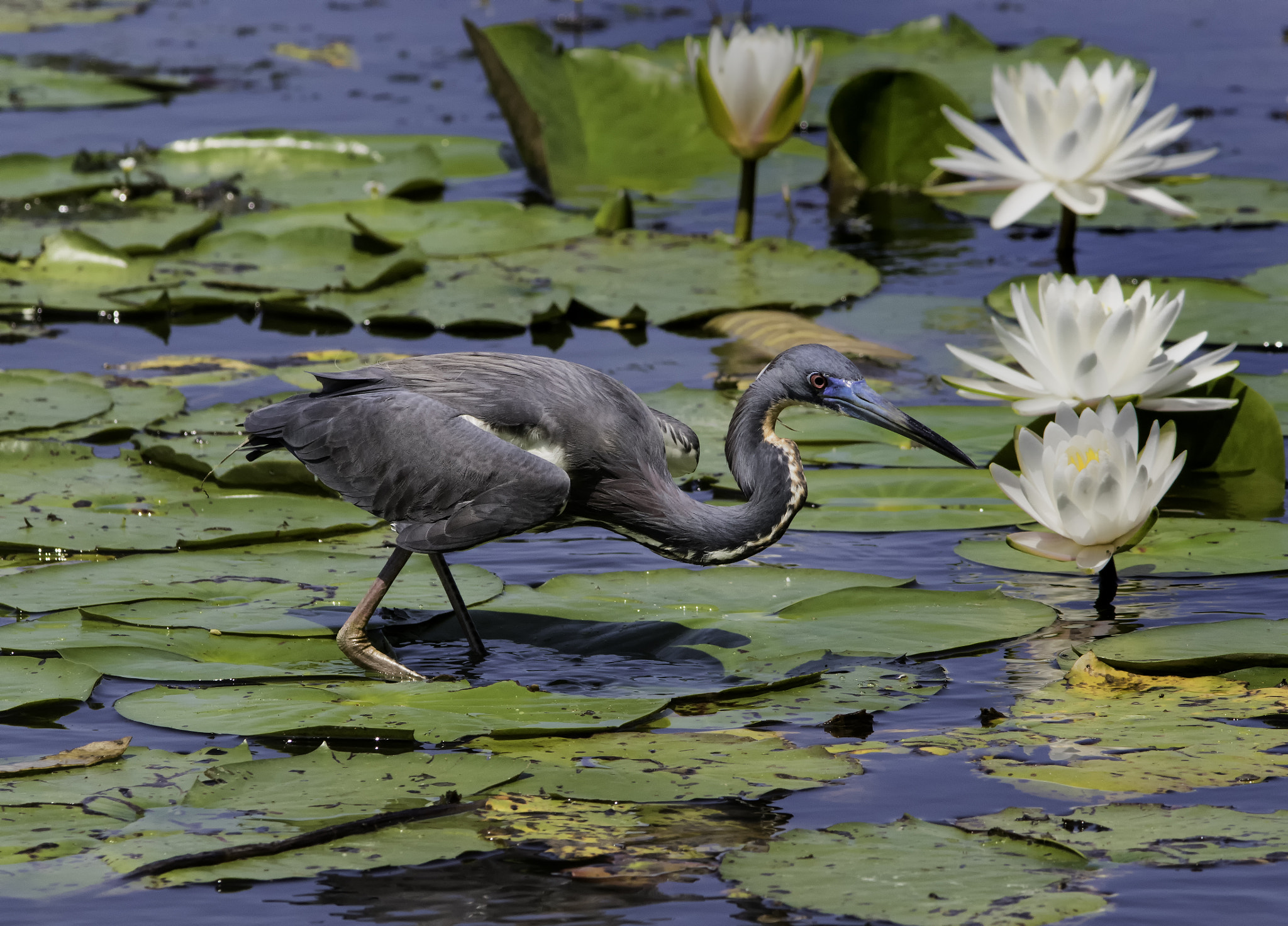 Canon EOS 7D Mark II + Canon EF 300mm F4L IS USM sample photo. Tricolor heron among water lillies photography