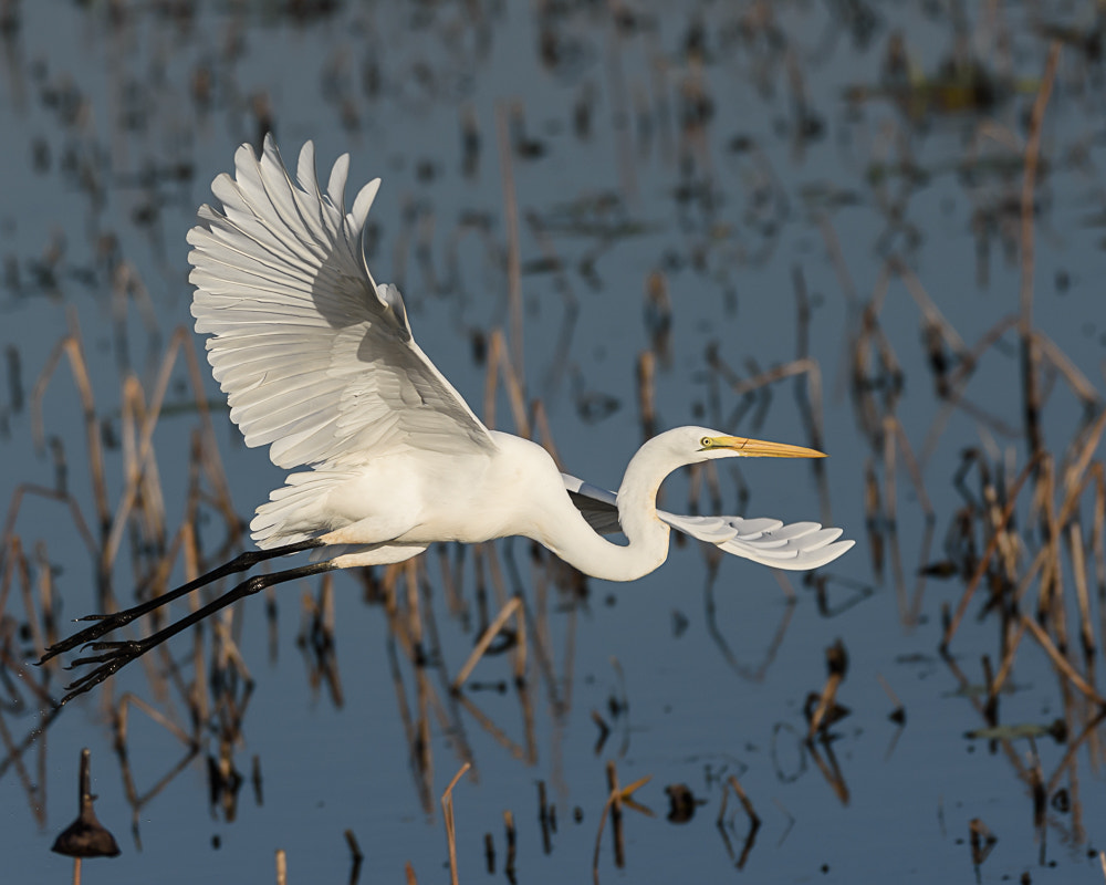 Nikon AF-S Nikkor 200-500mm F5.6E ED VR sample photo