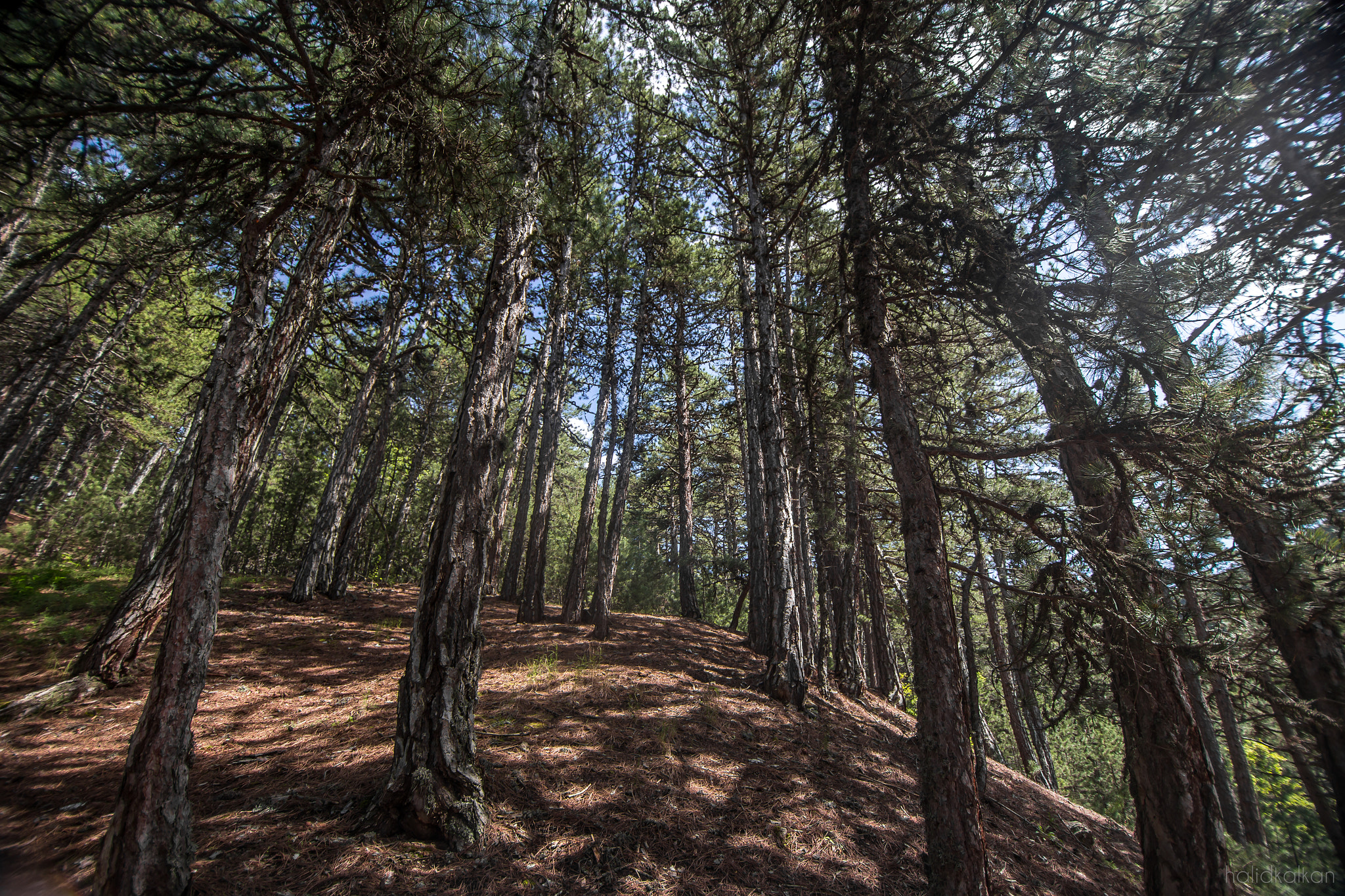 Canon EOS 6D + Tokina AT-X Pro 11-16mm F2.8 DX sample photo. Forest photography