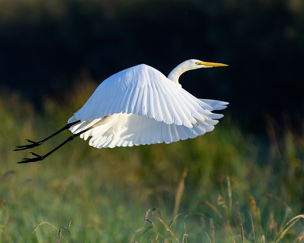 Nikon AF-S Nikkor 200-500mm F5.6E ED VR sample photo