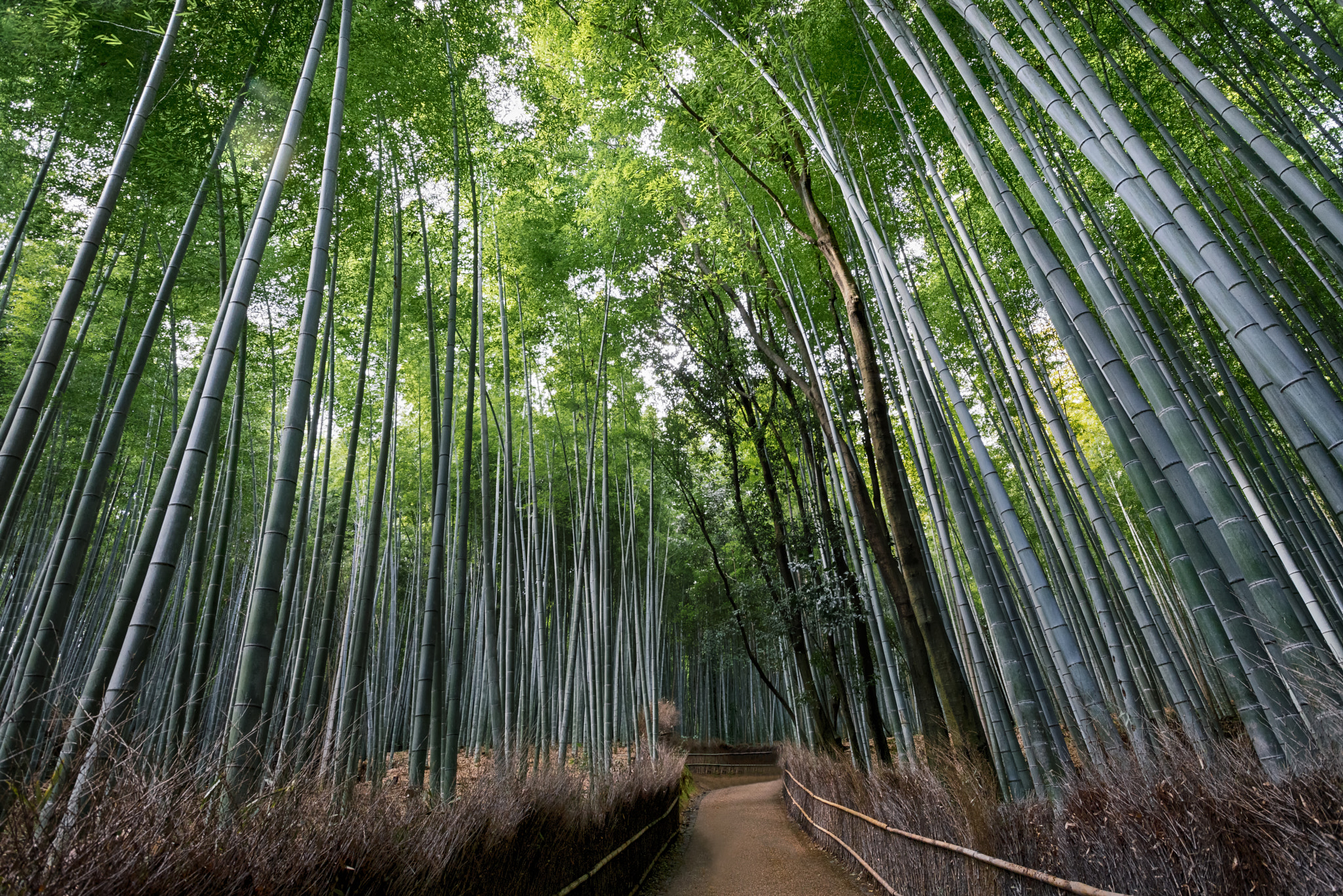 Sagano bamboo