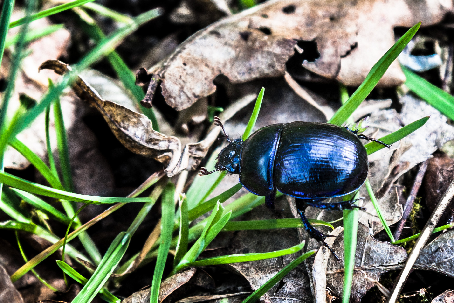 Canon EOS 40D sample photo. Dark blue scarab photography