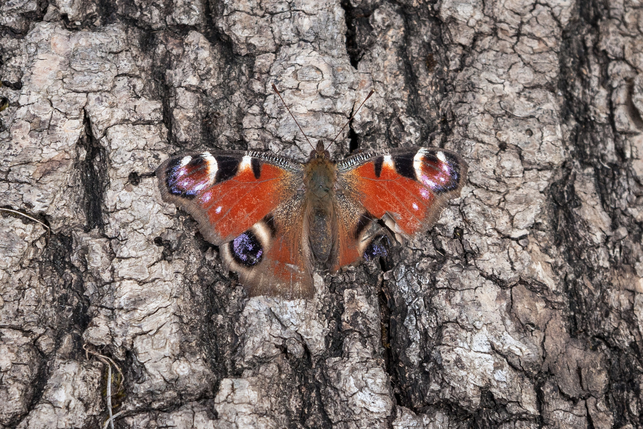 Canon EF-S 17-85mm F4-5.6 IS USM sample photo. Butterfly photography