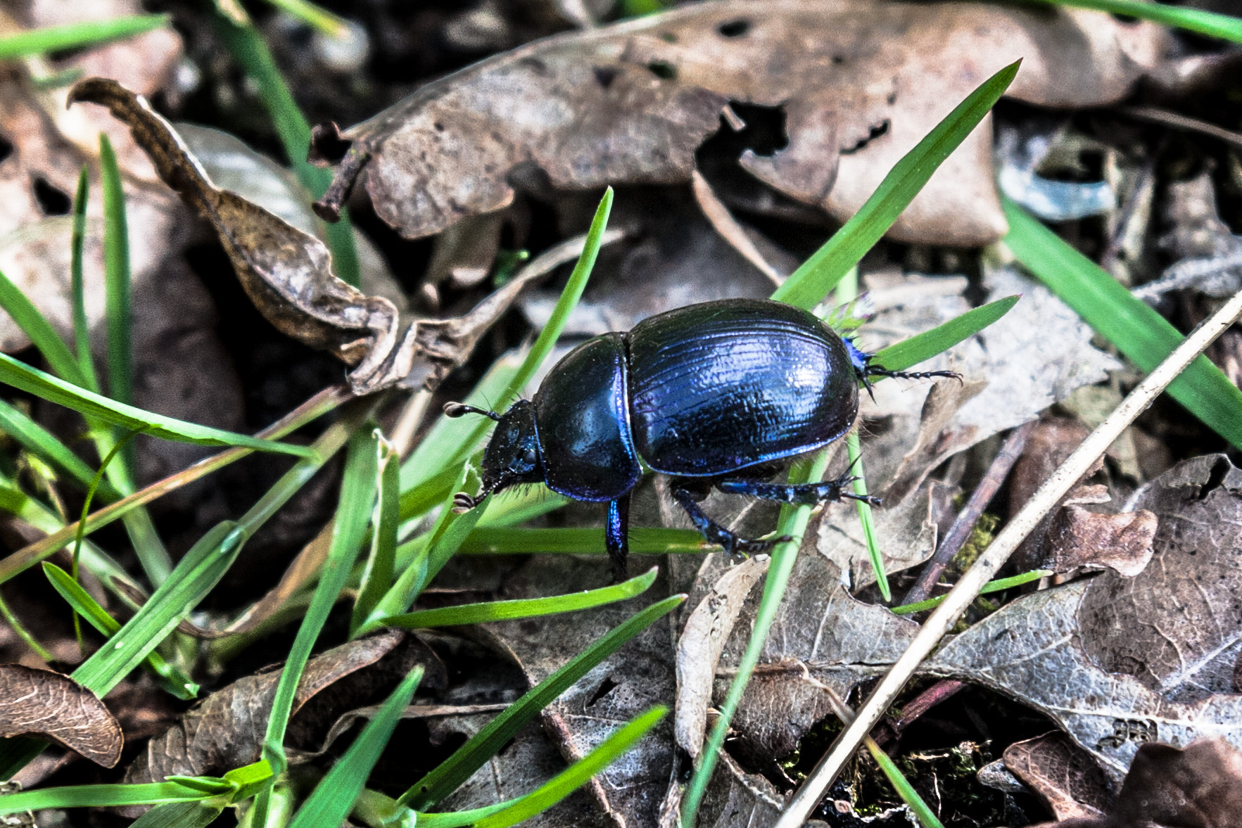 Canon EOS 40D sample photo. Dark blue scarab photography