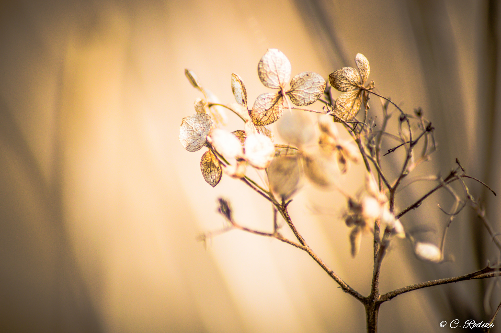 Nikon D3200 sample photo. Printemps et résistance photography