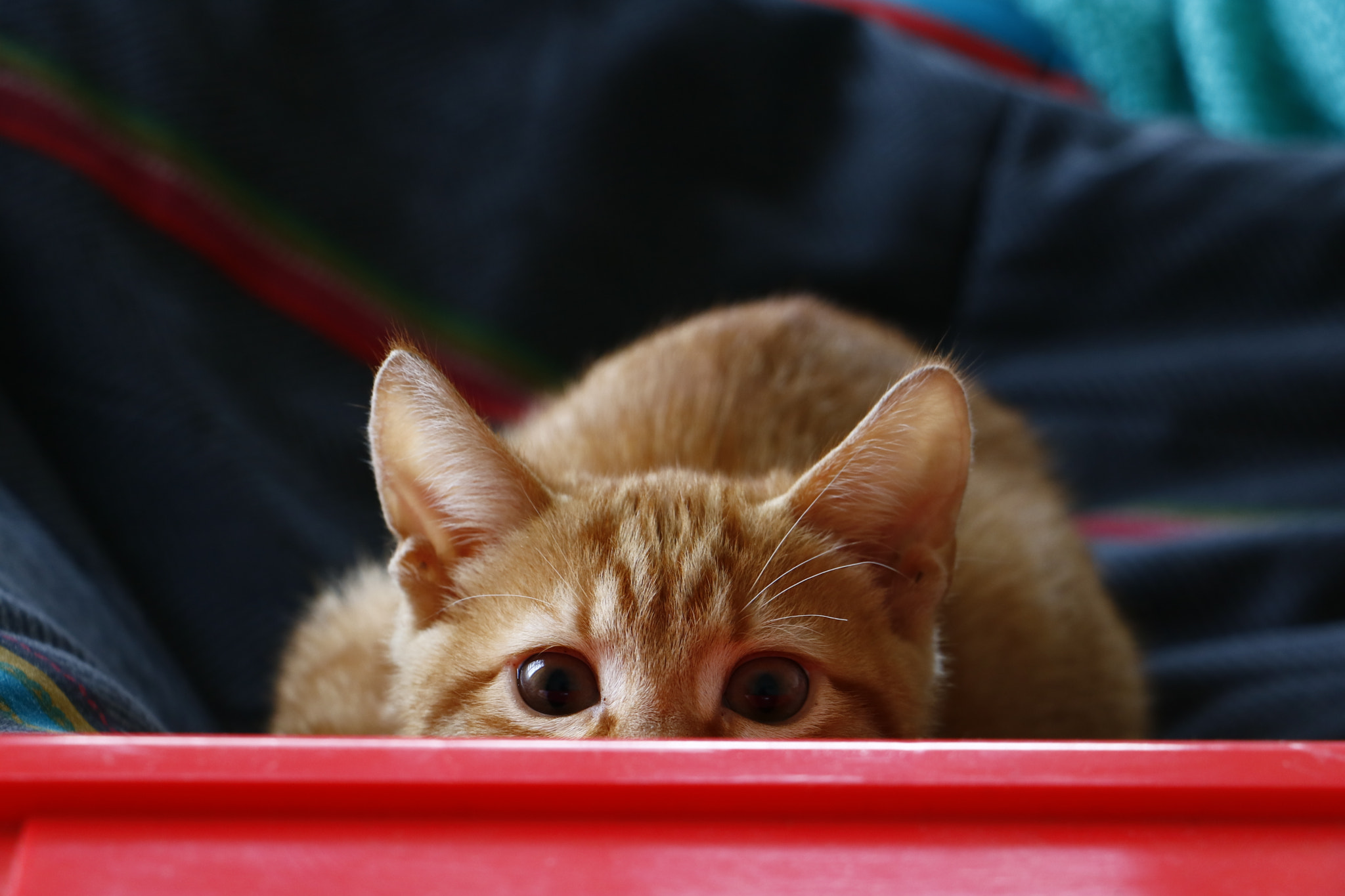 Canon EOS 760D (EOS Rebel T6s / EOS 8000D) sample photo. Curious cat photography