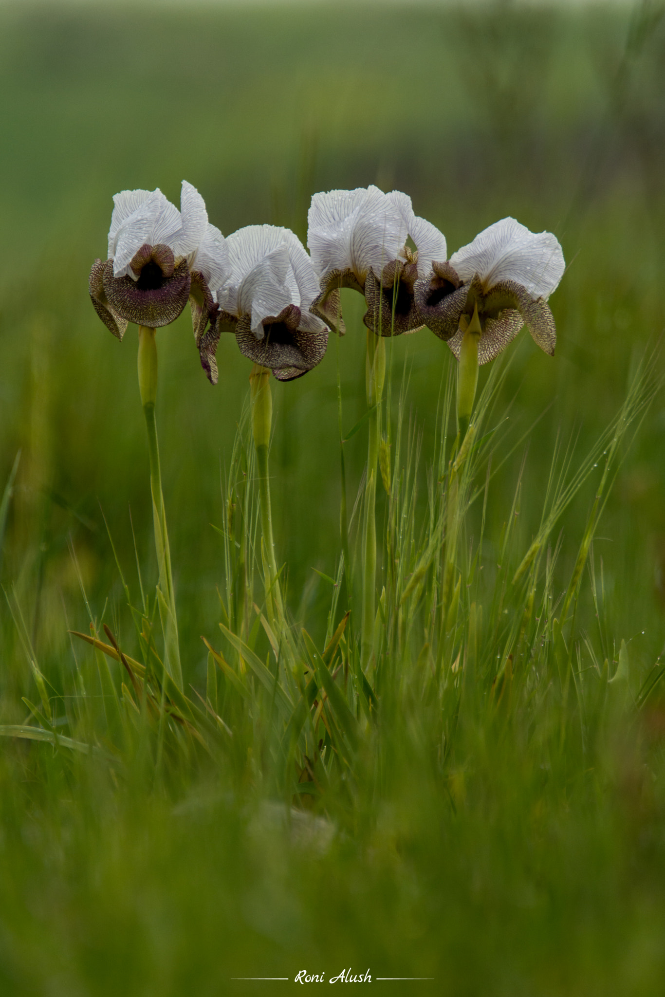 Nikon D7100 sample photo. Iris hermona photography