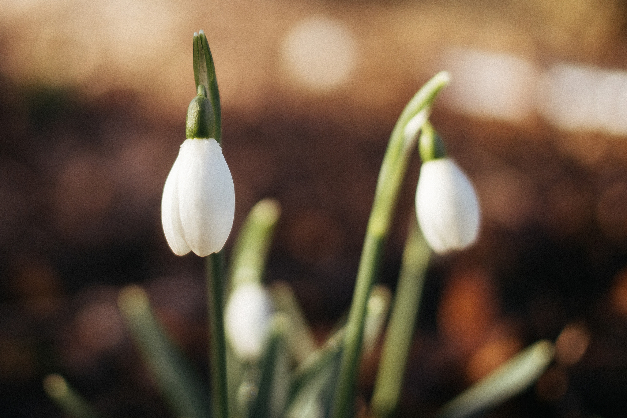 Olympus OM-D E-M5 sample photo. Snowdrops photography