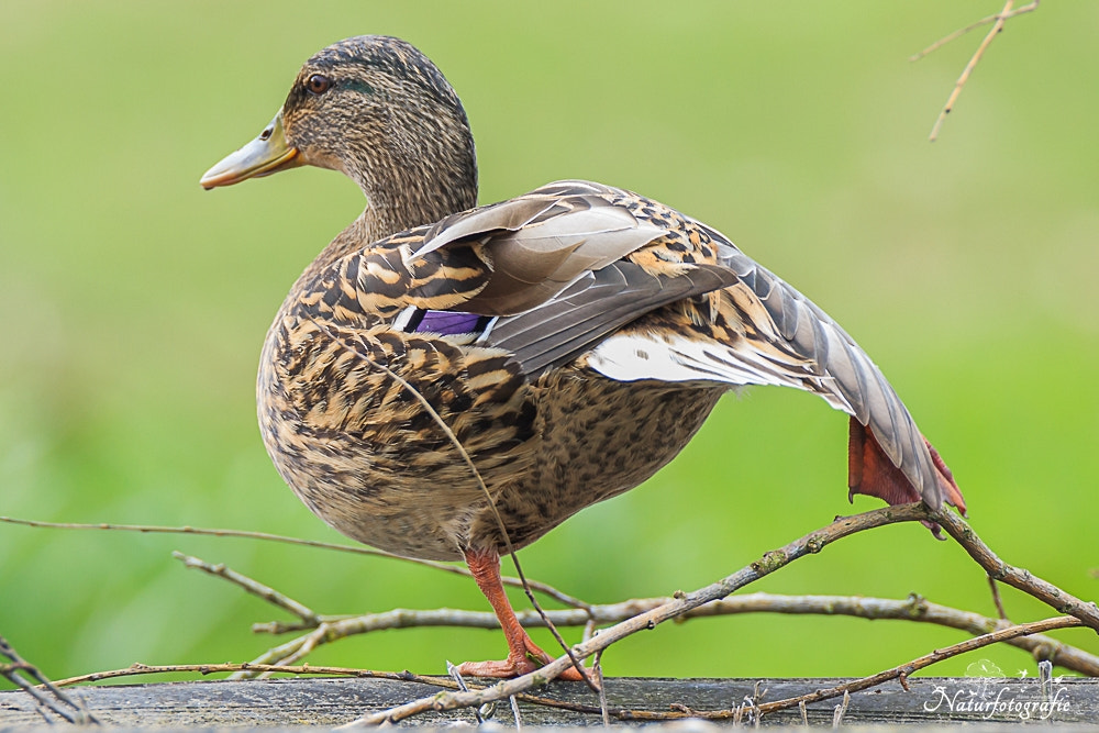 Tamron SP 150-600mm F5-6.3 Di VC USD sample photo. Stockente photography