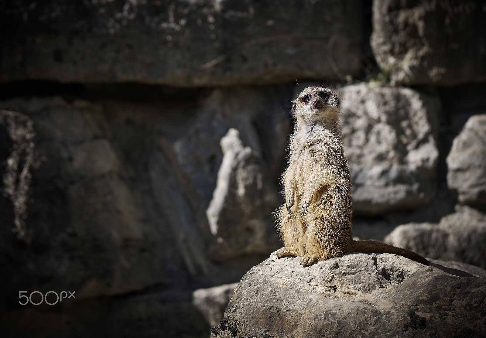 Sigma 60mm F2.8 DN Art sample photo. M e e r c a t photography