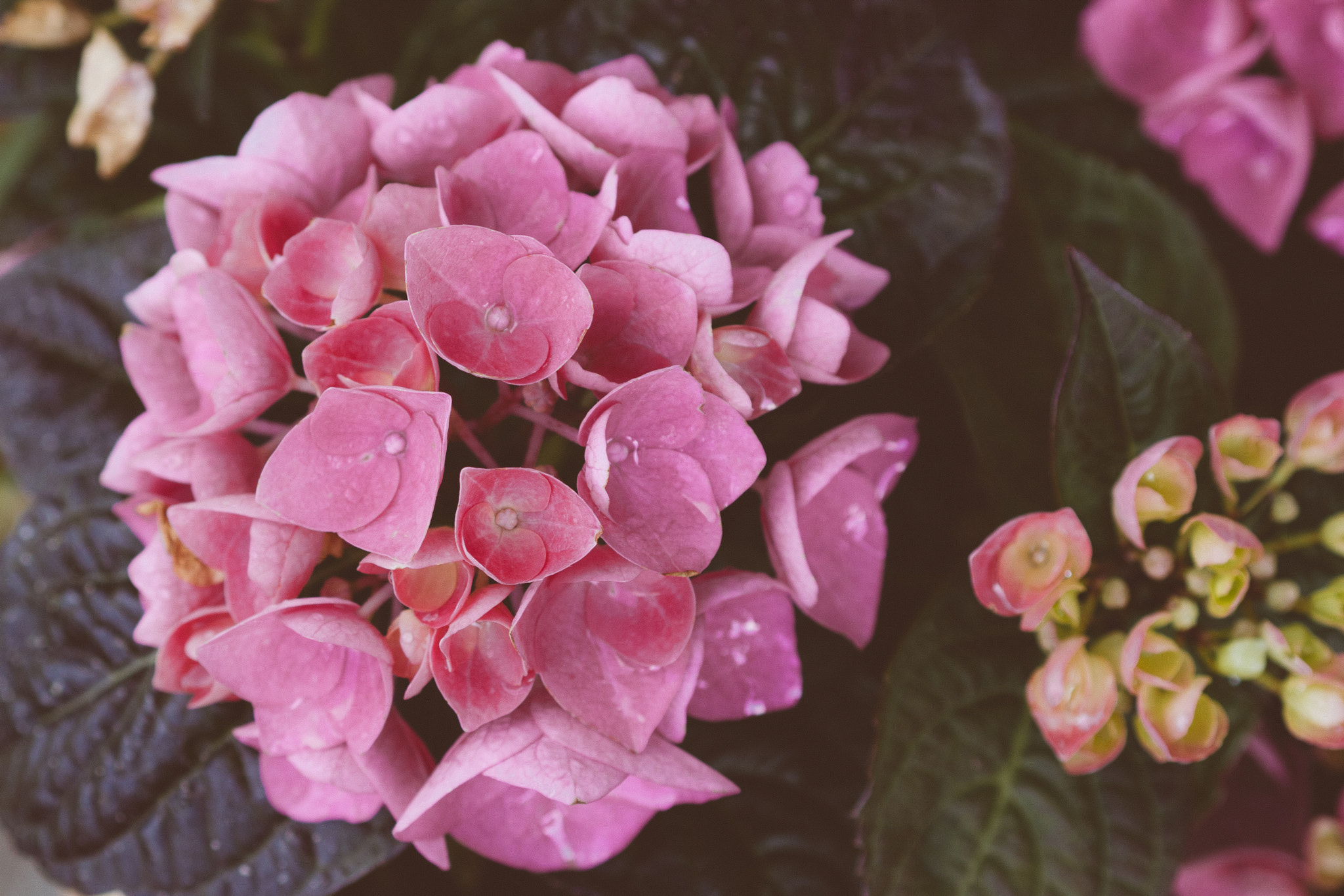 Olympus M.Zuiko Digital 45mm F1.8 sample photo. Beautiful pink flower photography