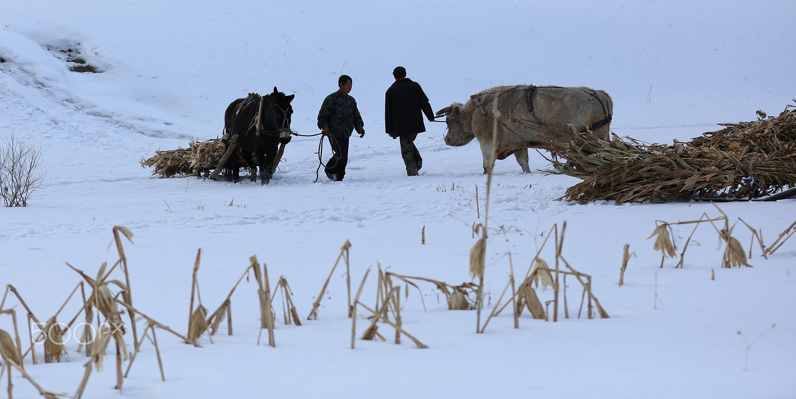 Canon EOS 5DS R sample photo. Meeting on the road photography