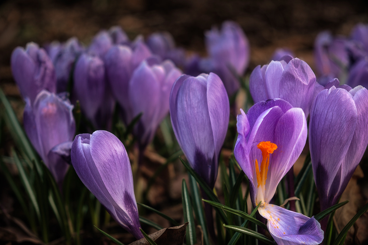 Fujifilm XF 18-55mm F2.8-4 R LM OIS sample photo. Broken crocus photography