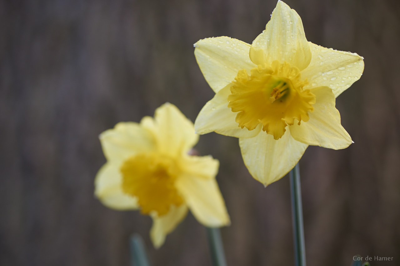 Sony a99 II + Tamron SP AF 90mm F2.8 Di Macro sample photo. Daffodils in the early morning photography