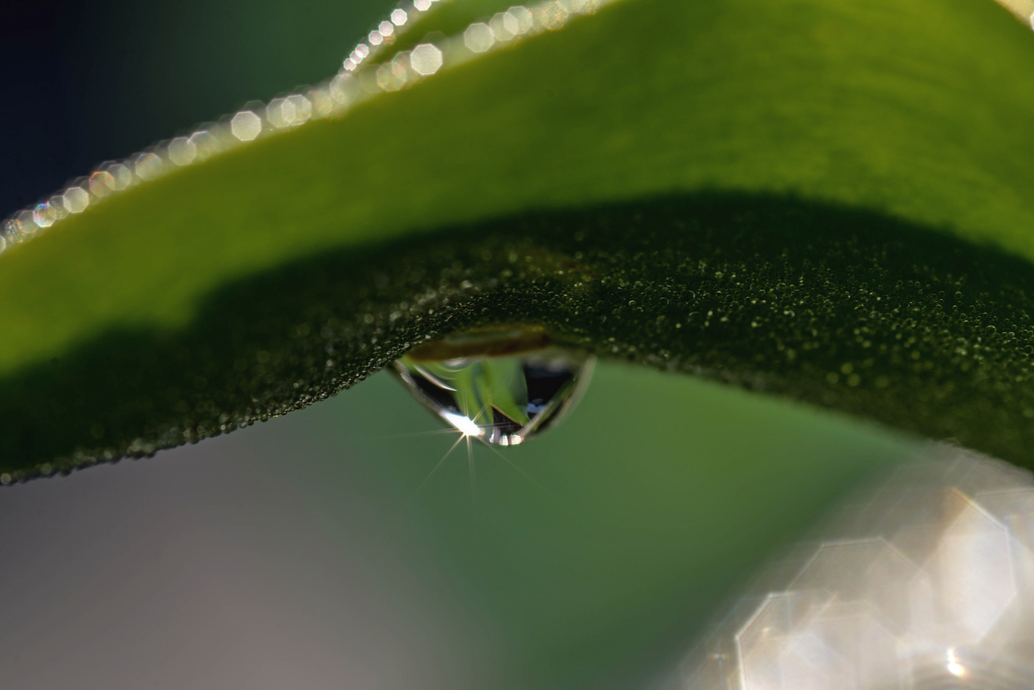 Nikon AF-S Micro-Nikkor 105mm F2.8G IF-ED VR sample photo