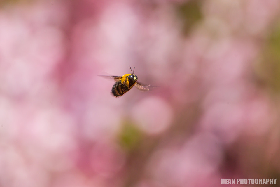 Tamron SP 150-600mm F5-6.3 Di VC USD sample photo. Flying photography