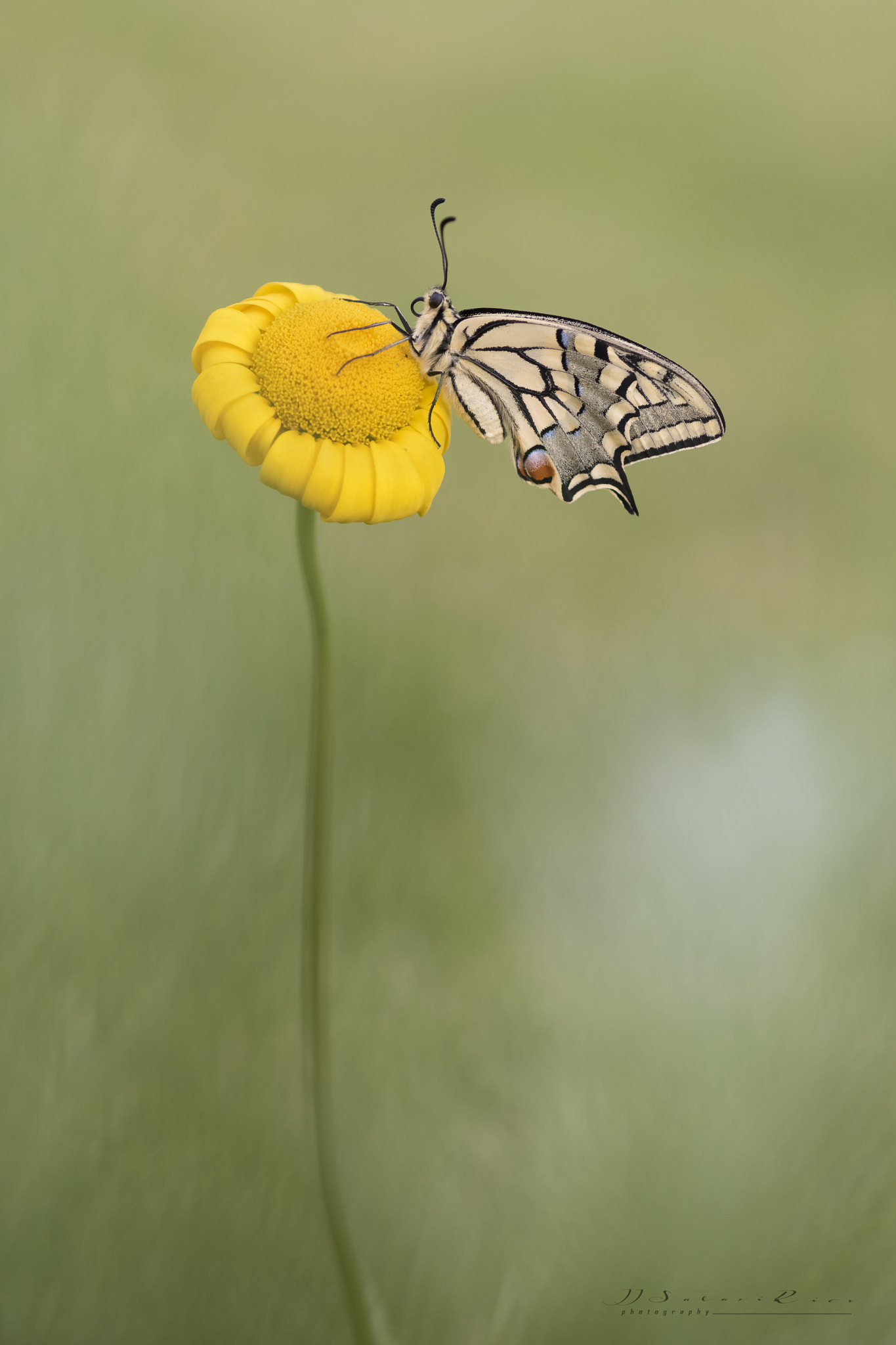 Nikon AF-S Micro-Nikkor 105mm F2.8G IF-ED VR sample photo. Papilio machaon photography