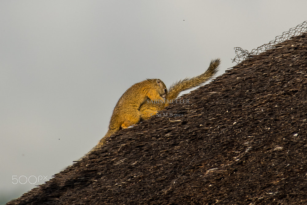 Nikon D500 sample photo. Squirrel swirls  -  south africa photography