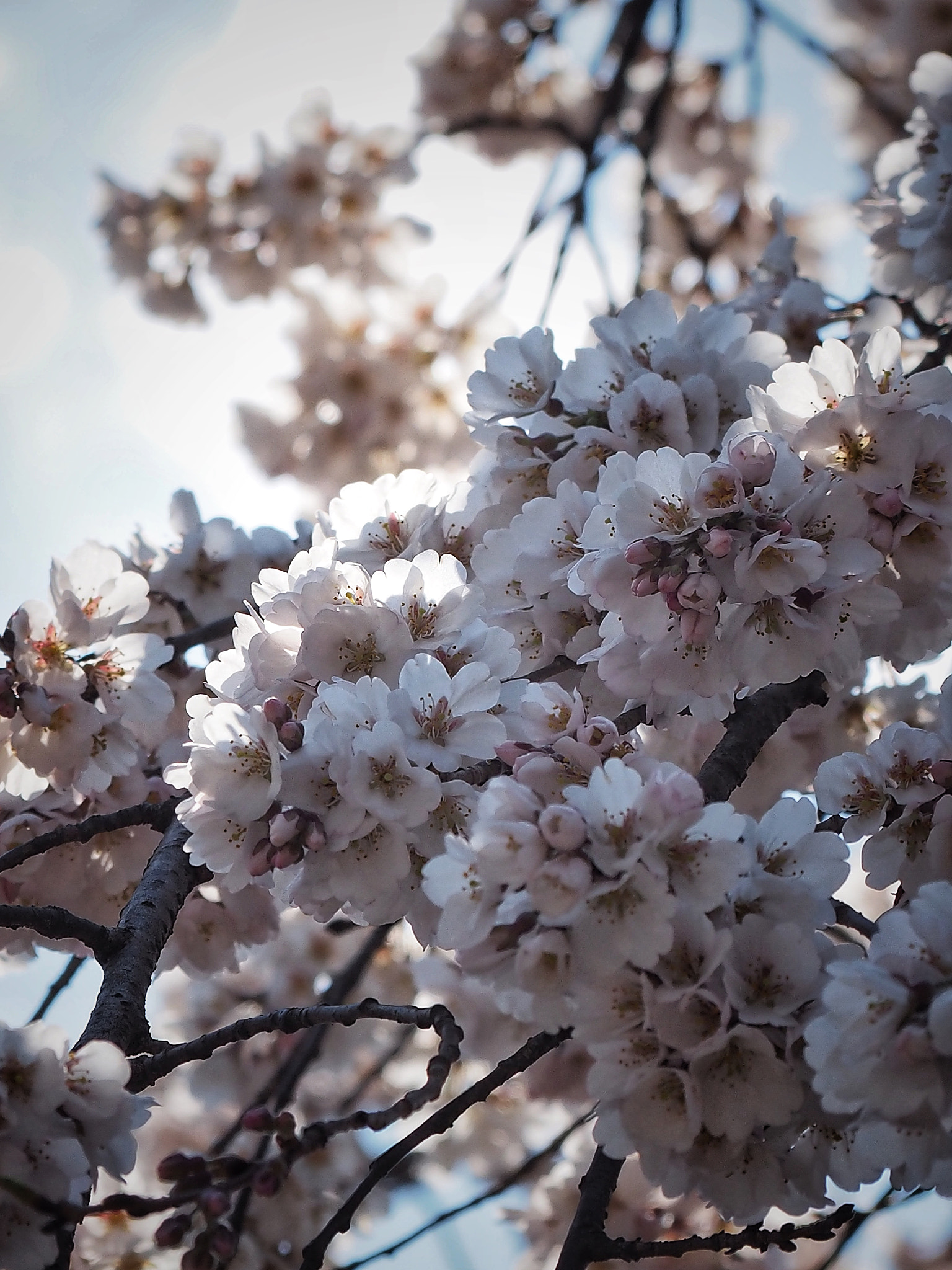 Olympus OM-D E-M1 sample photo. A mass of spring blossom photography