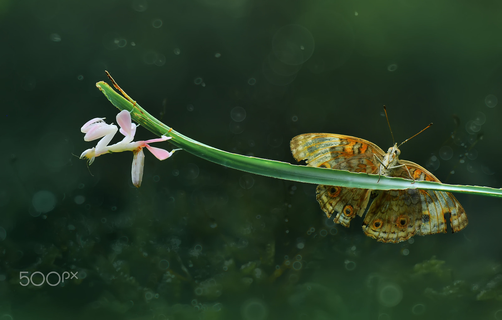 Nikon D60 sample photo. Butterfly,orchid mantis,praying mantis.mantis orchid photography