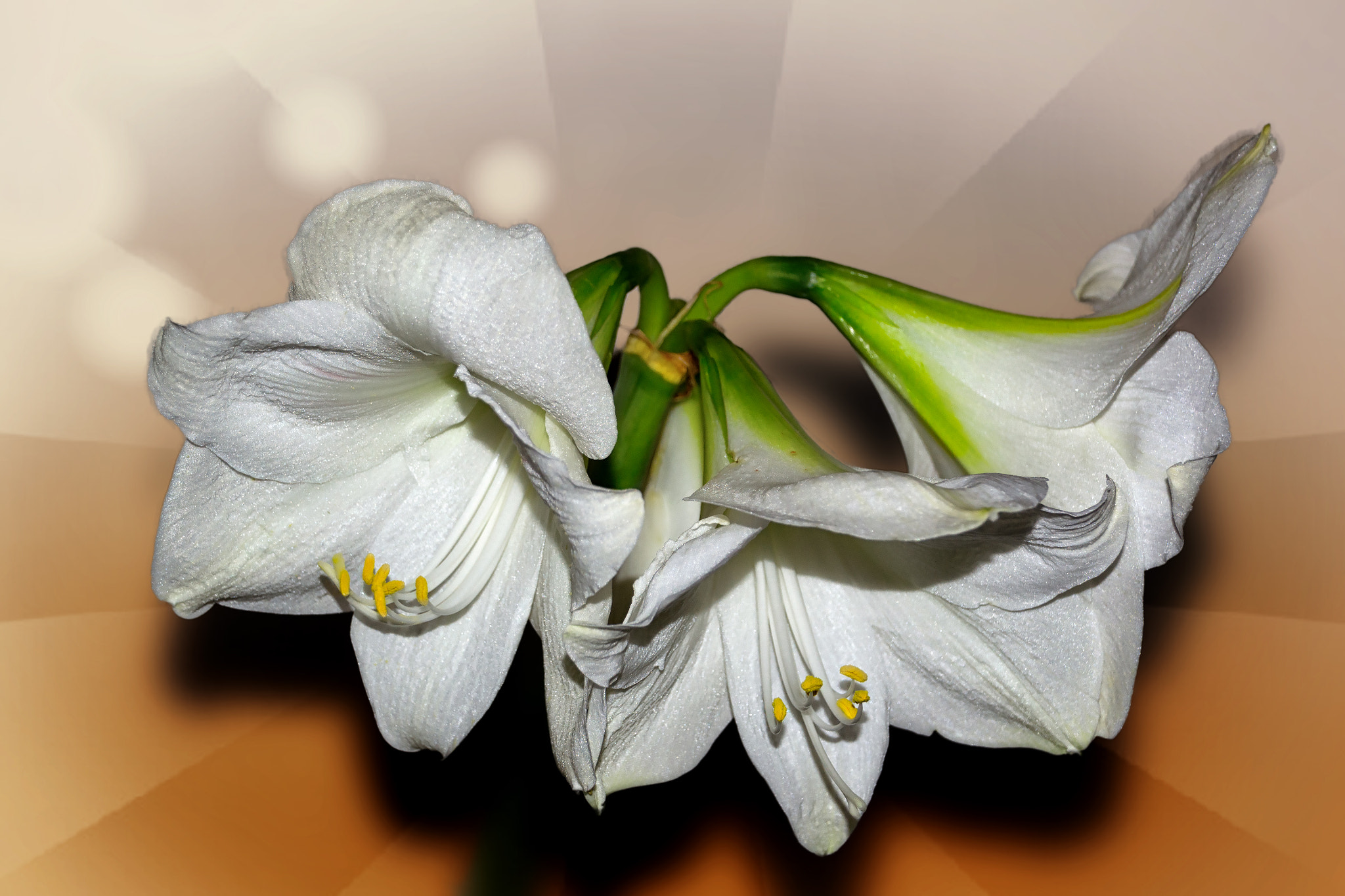 Nikon D3100 sample photo. White amaryllis photography