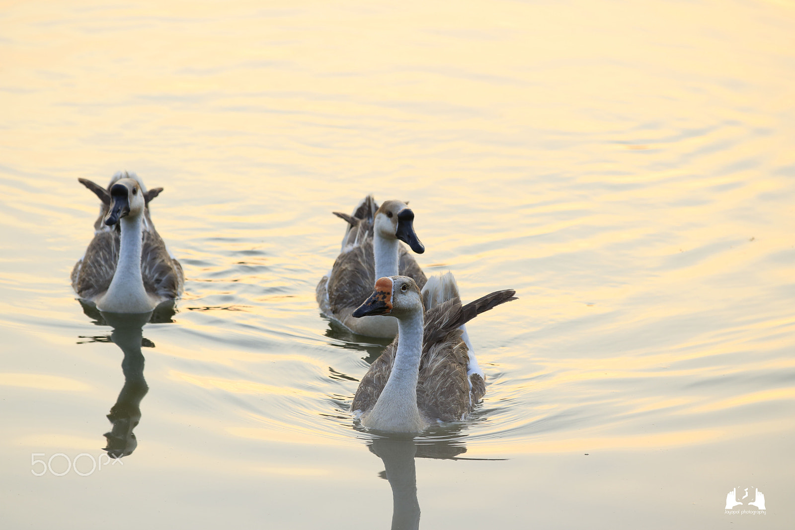 Canon EOS 750D (EOS Rebel T6i / EOS Kiss X8i) sample photo. Shangi tank photography