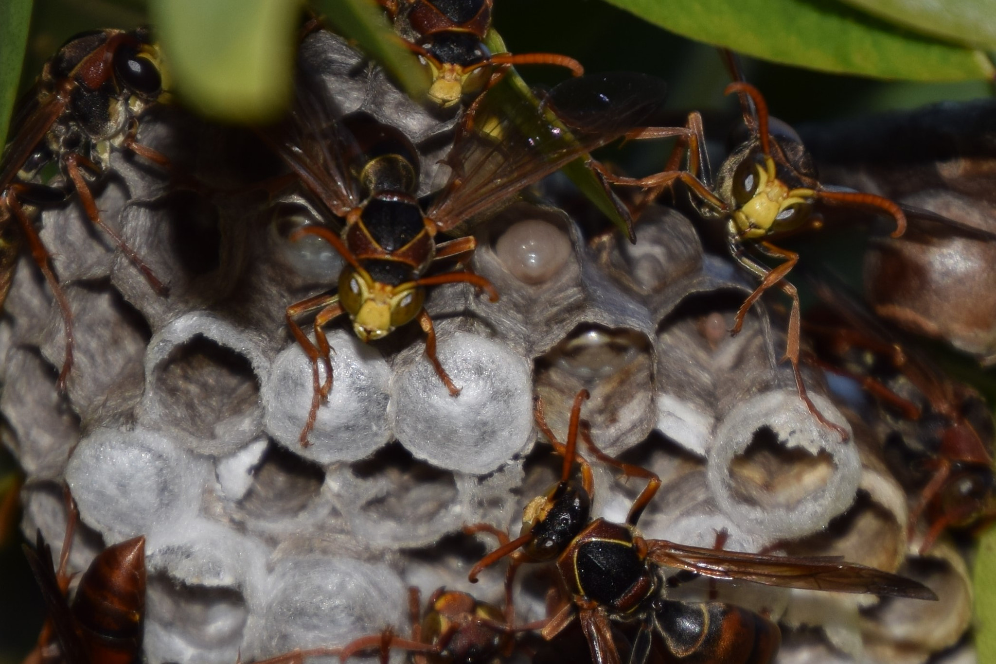 Nikon D5300 sample photo. Wasp nest photography