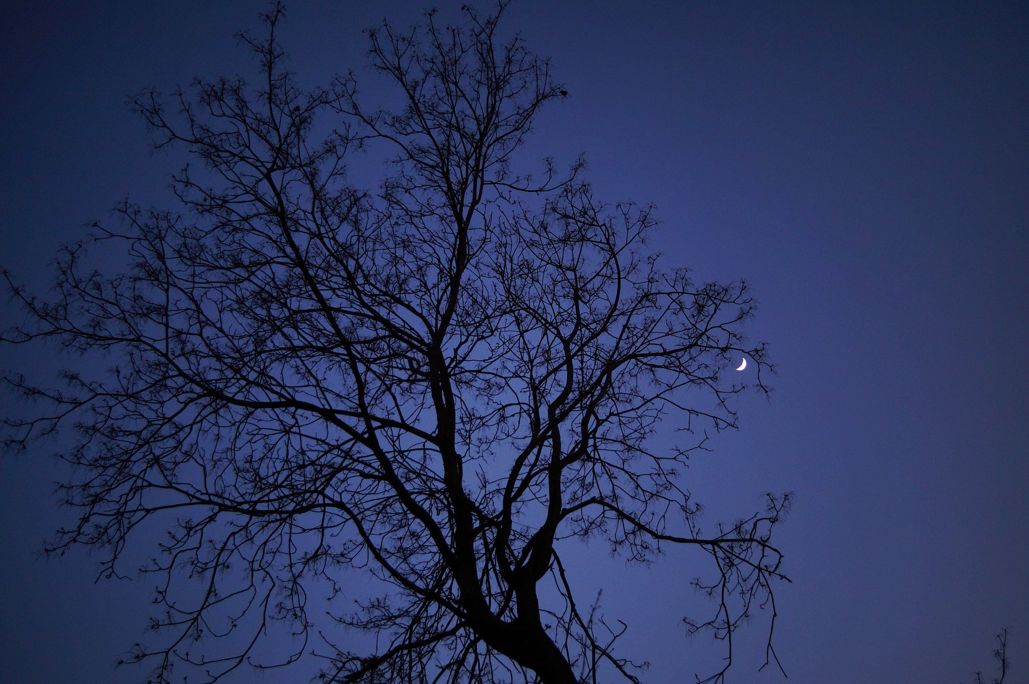 Sony SLT-A37 sample photo. Mavi ağaç ay.... photography