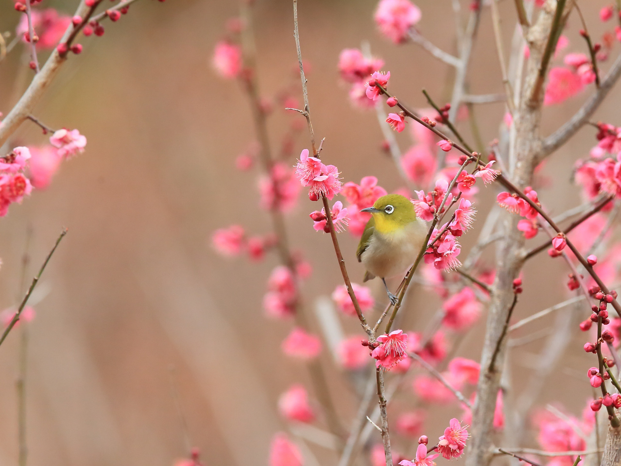 Canon EOS-1D X + Canon EF 400mm F2.8L IS II USM sample photo. メジロ japanese white-eye photography