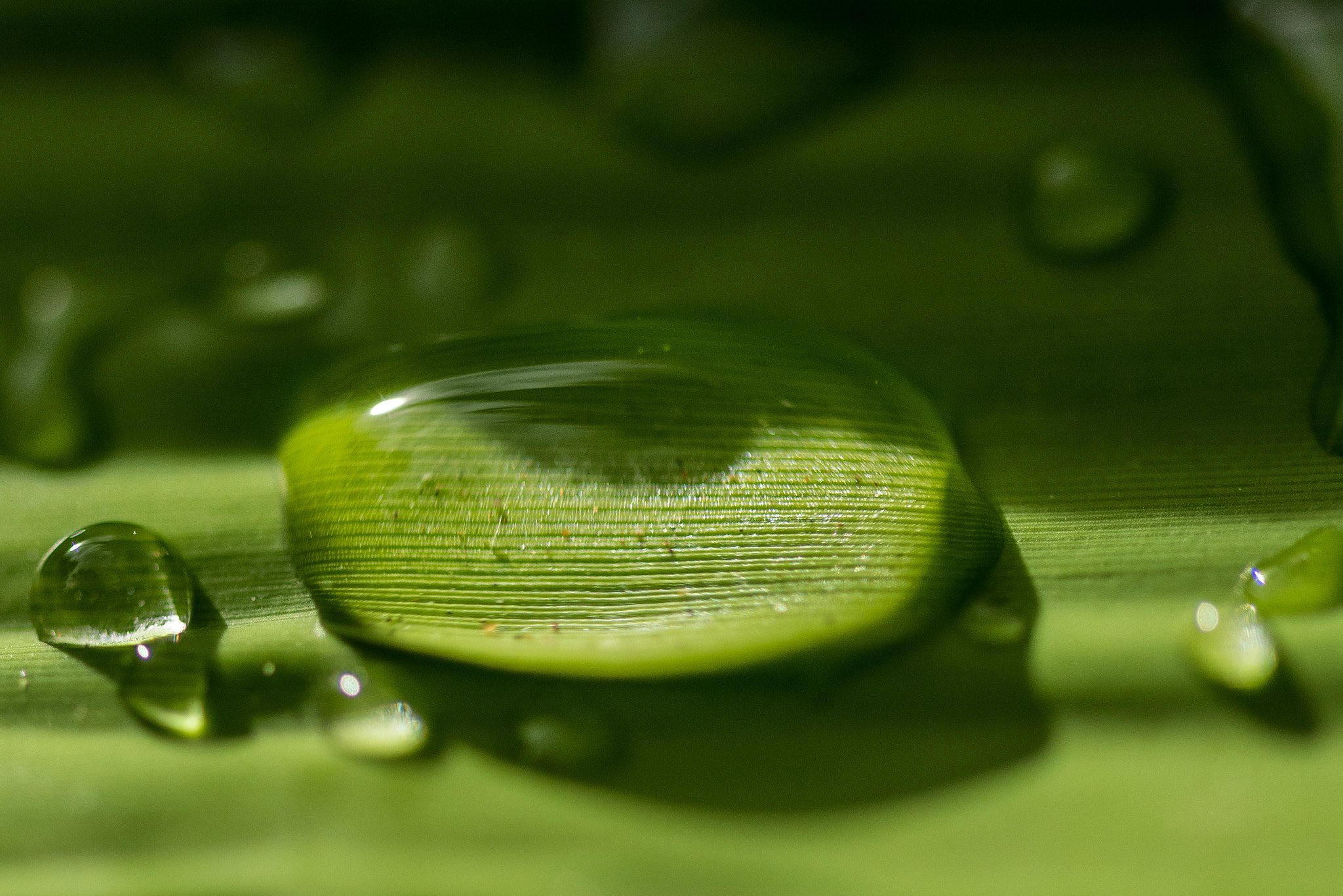 Sigma 105mm F2.8 EX DG OS HSM sample photo. Nature's magnifying glass photography