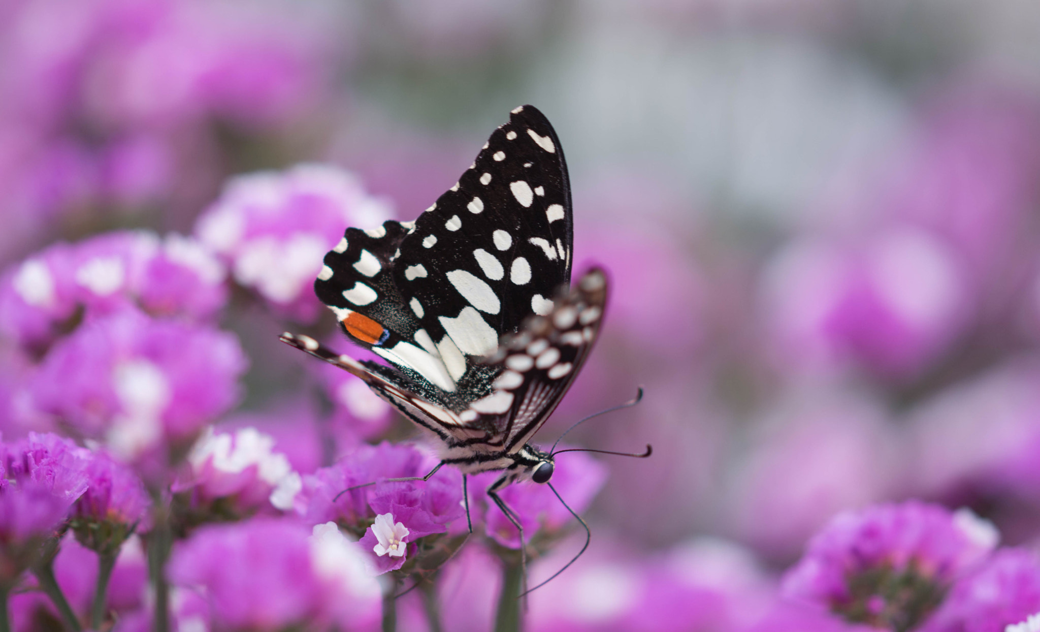 Nikon D7100 + Sigma 105mm F2.8 EX DG OS HSM sample photo. Butterfly photography