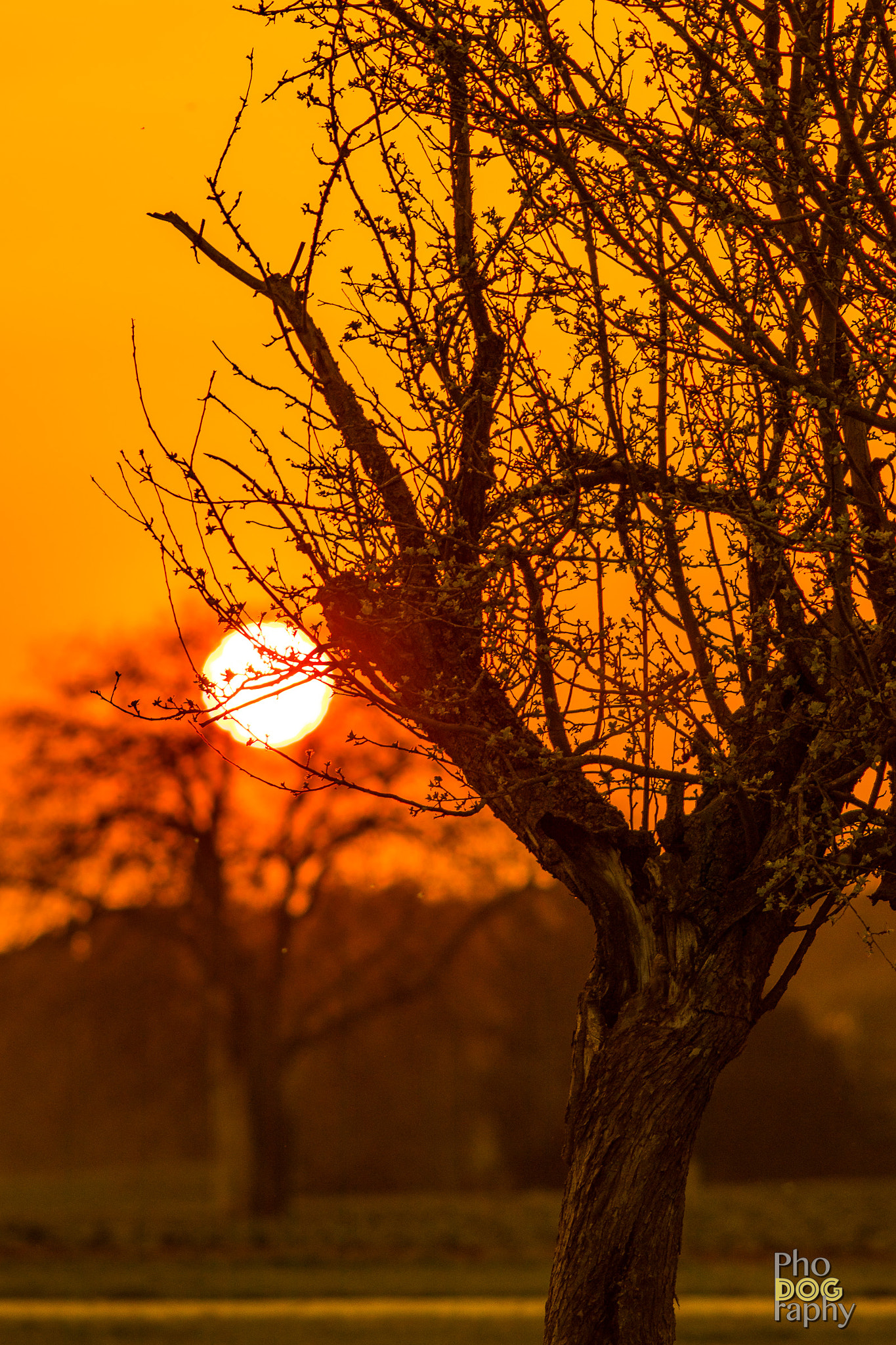 Canon EOS 80D + Canon EF 200mm F2.8L II USM sample photo. Sunset behind the trees photography