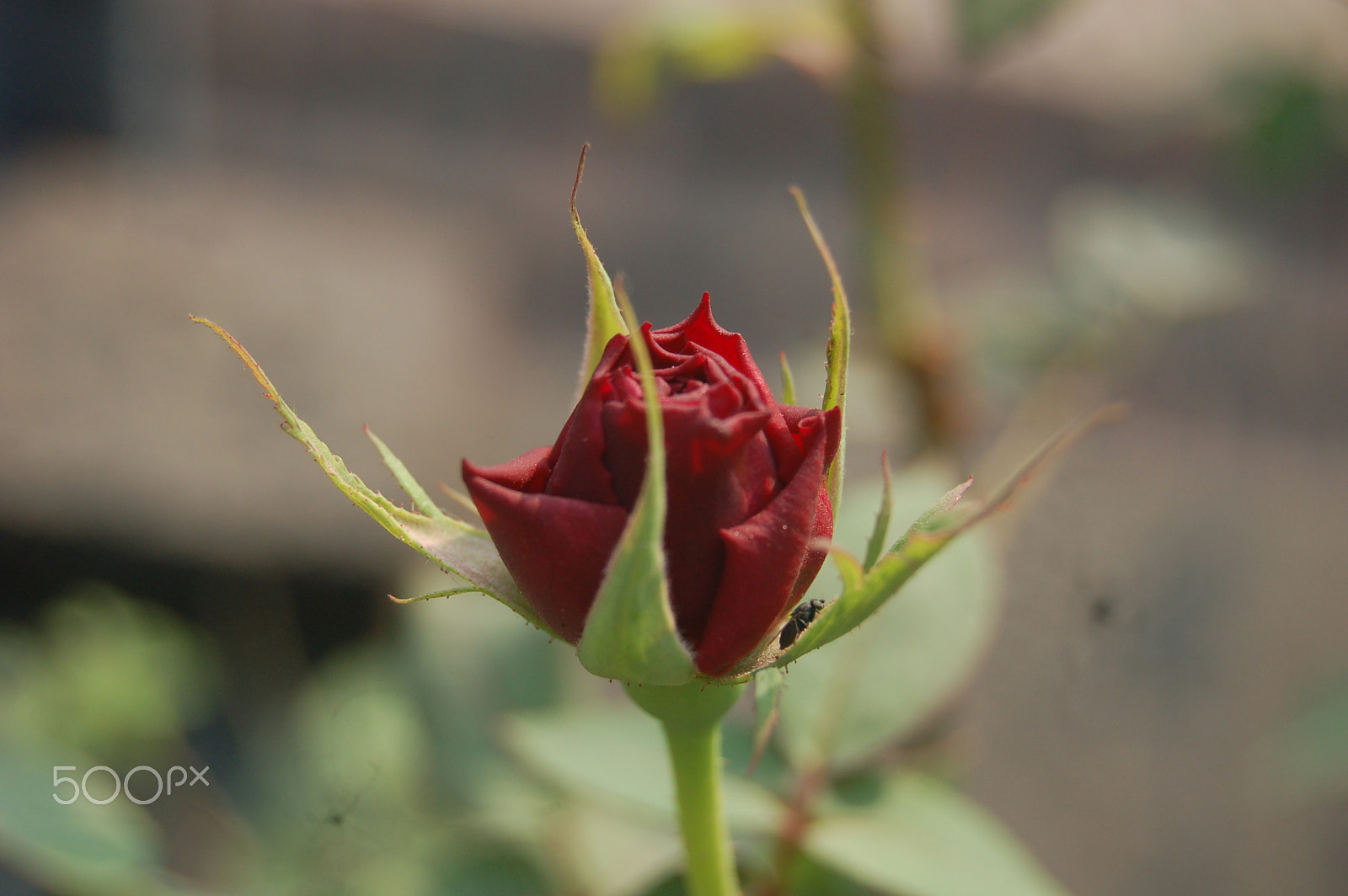 Nikon D50 sample photo. Rose and the insect photography