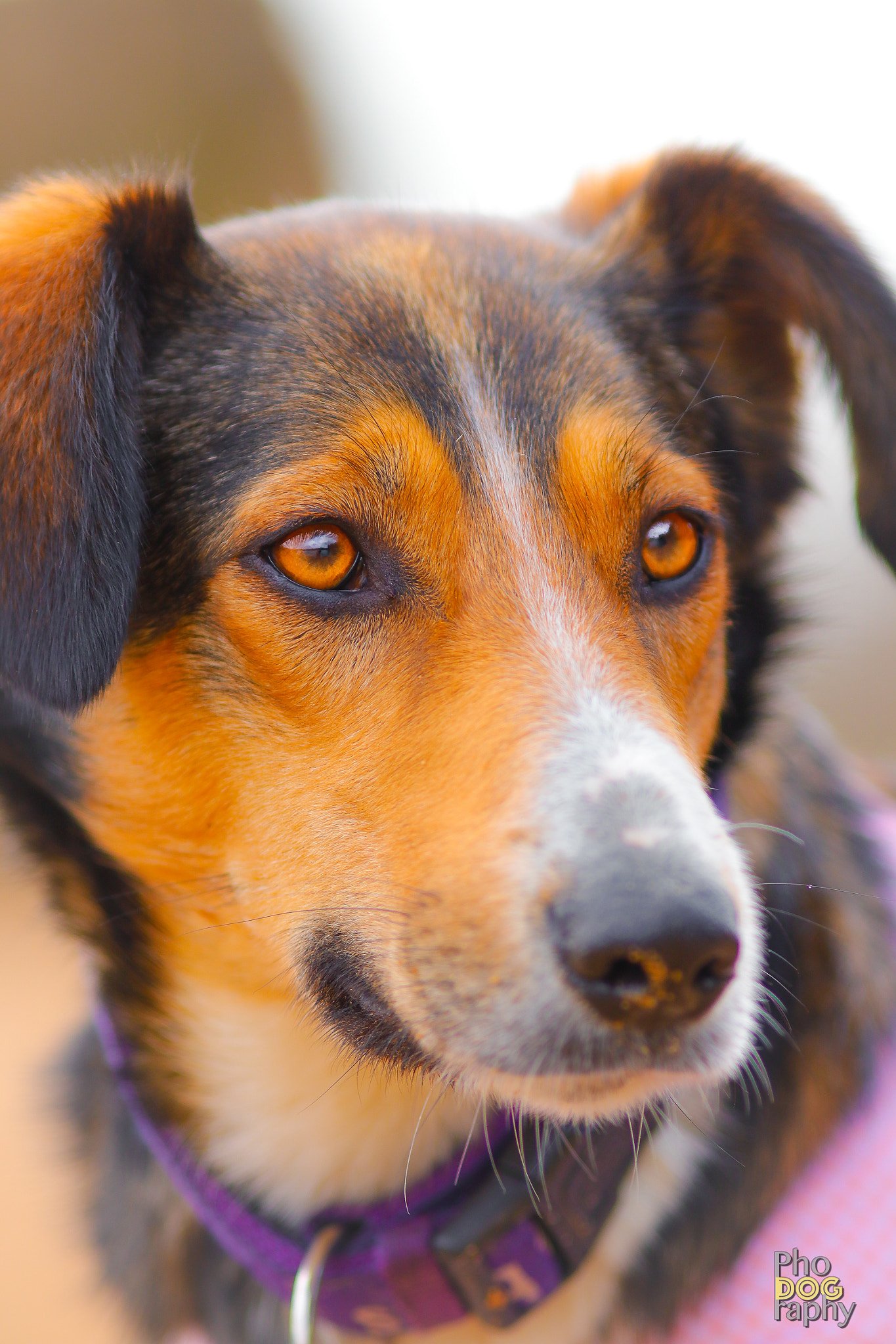 Canon EOS 80D + Canon EF 200mm F2.8L II USM sample photo. Zoi`s eyes photography